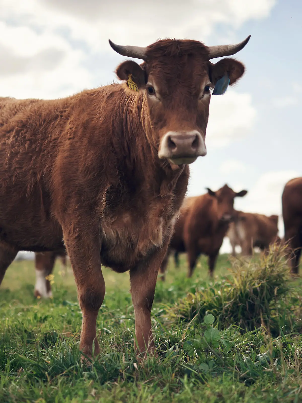 Shot of a herd of cows on a farm