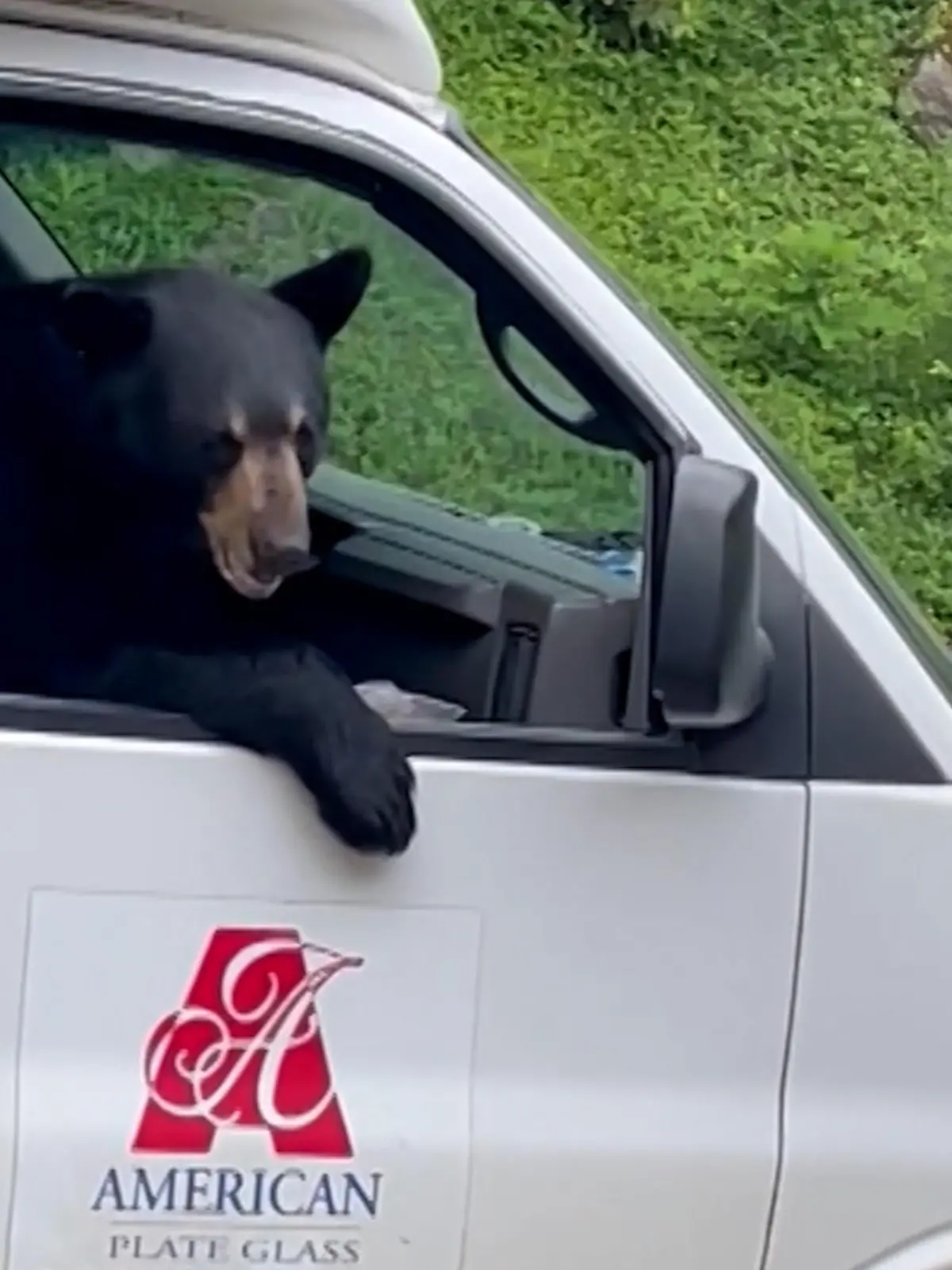 Ein Schwarzbär sitzt auf dem Beifahrersitz eines LKWs.