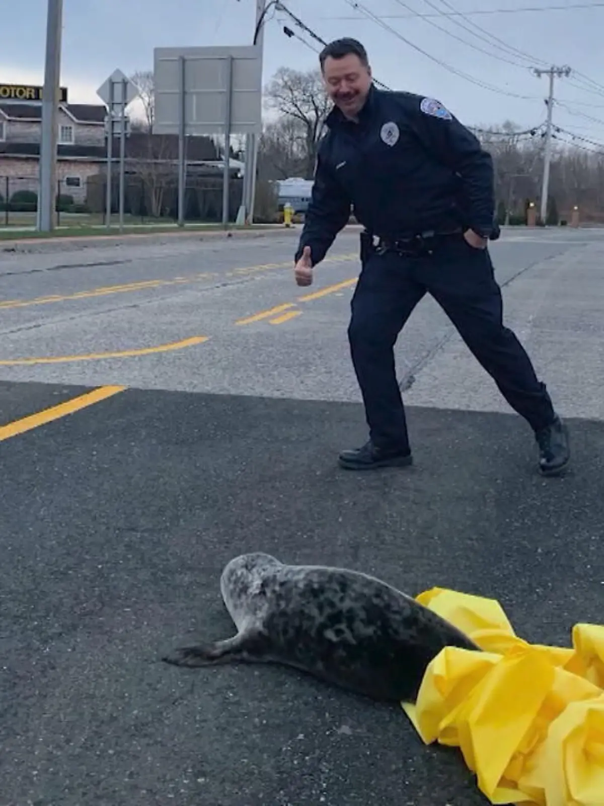 In New York verläuft man sich schnell – das musste jetzt auch diese kleine Baby-Robbe feststellen. Sie hat sich auf den Straßen des US-Bundesstaats verlaufen…aber Hilfe ist unterwegs!