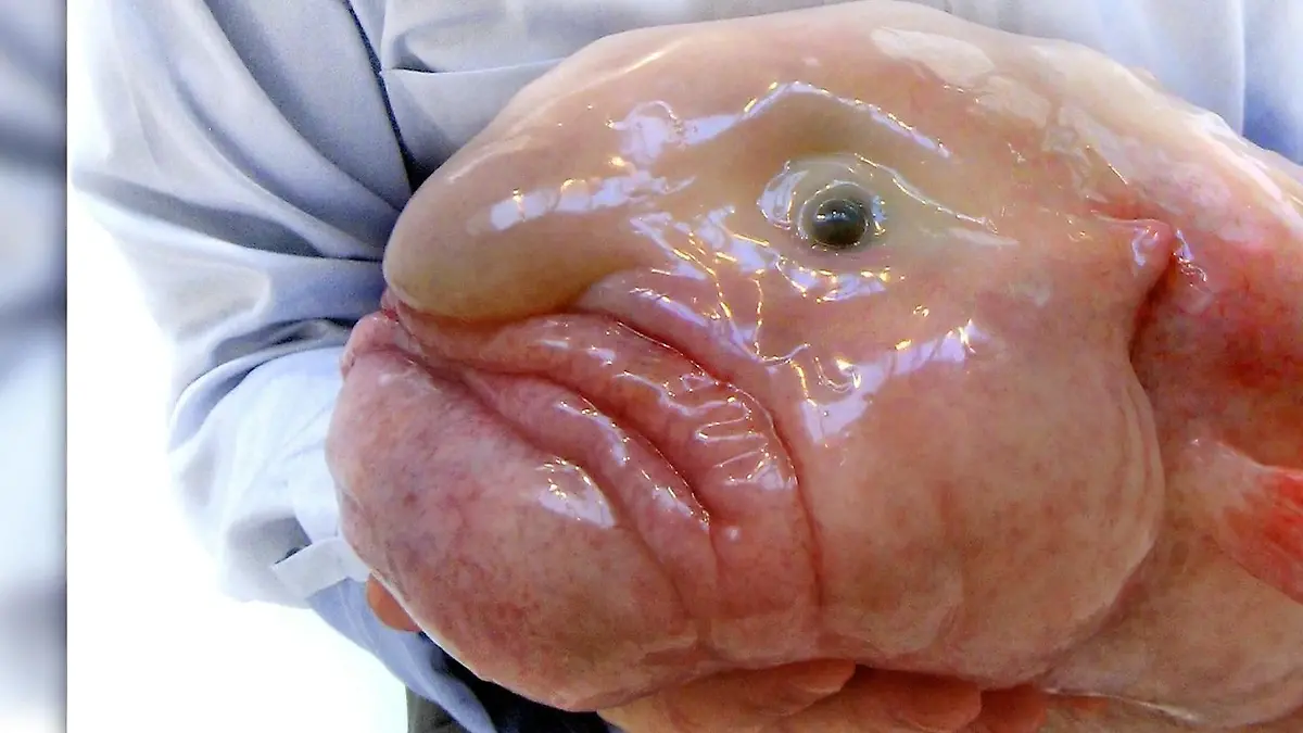 Dürfen wir vorstellen: der Blobfisch ER ist Tier des Jahres!