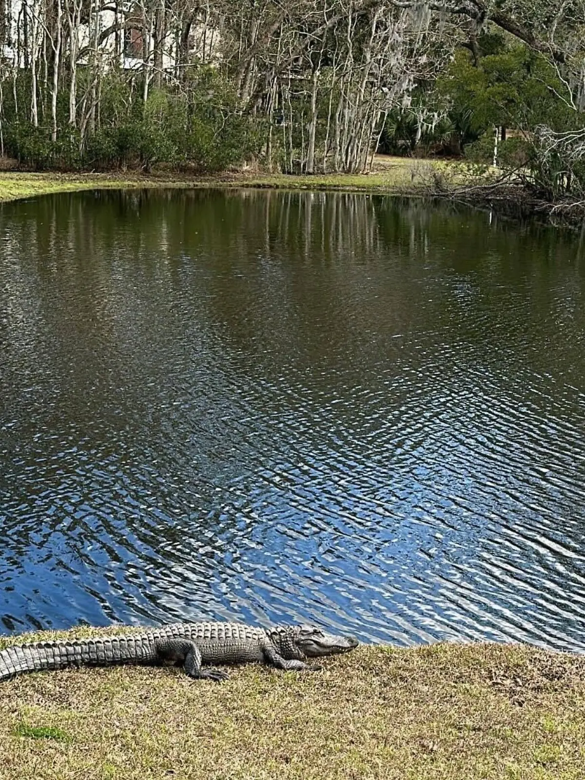 Bild zu: "Insel-Bewohner trauern um beliebten Alligator"