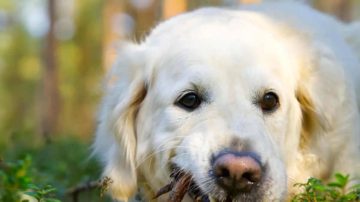 Mann will Hund streicheln, Besitzer schlägt auf ihn ein.