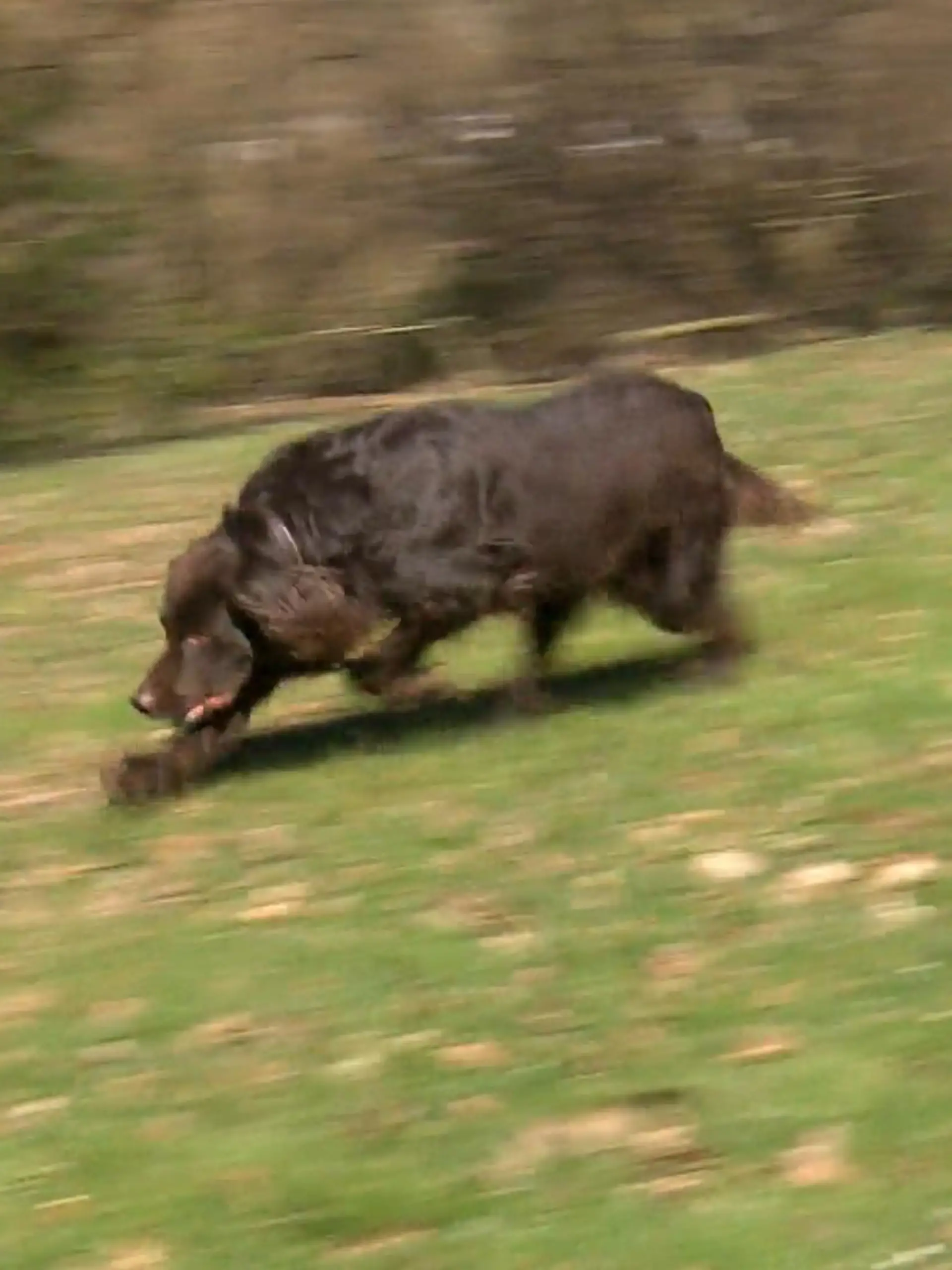 Bild zu: "Hund soll zahlen"