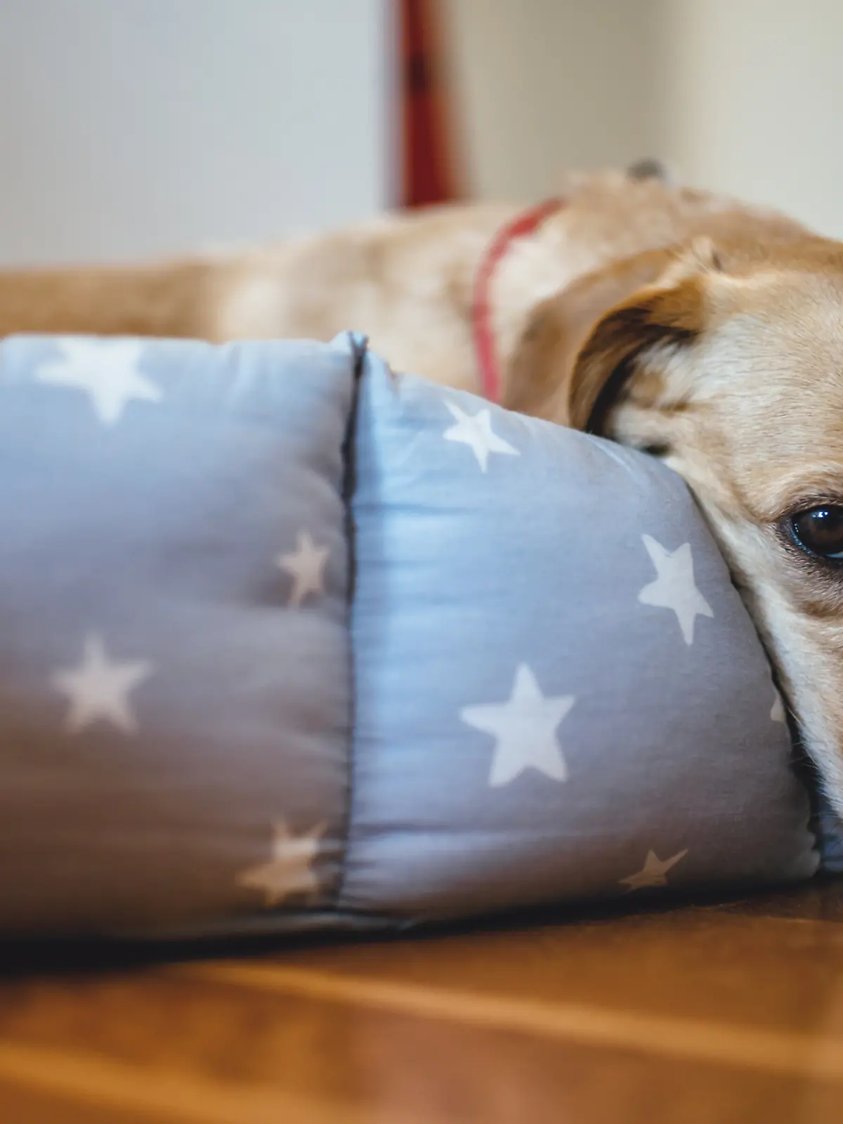 Ein trauriger Hund liegt im Körbchen.