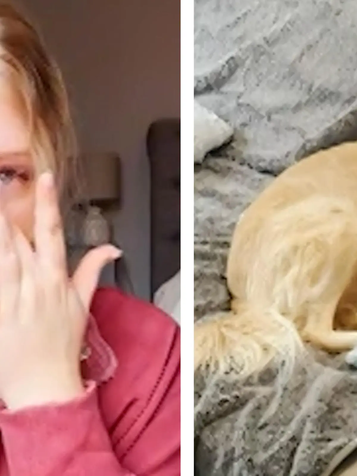 Bild zu: "Hund Jasper rettet Frauchen SO das Leben"