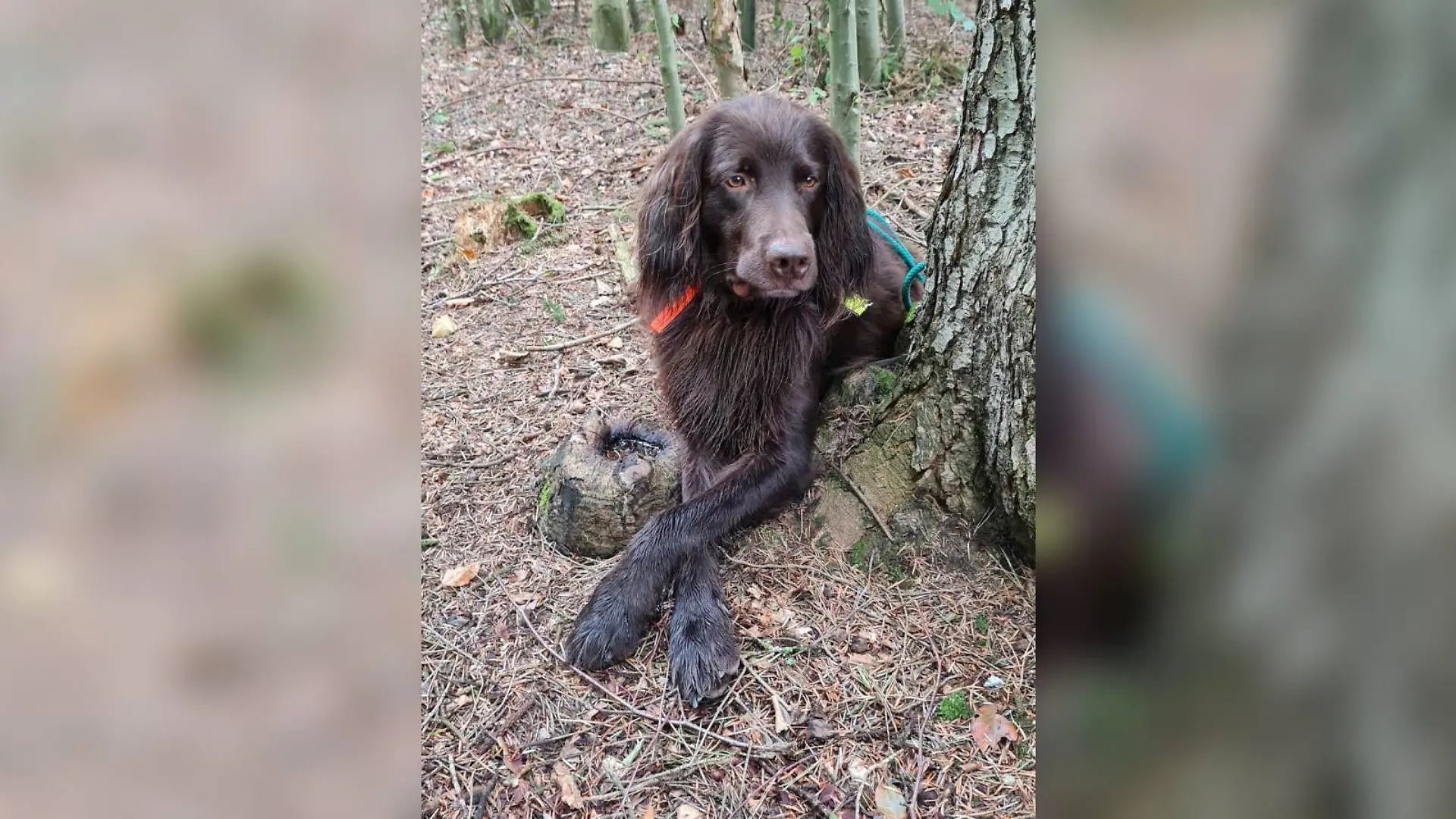 Jagdhund Nanuk und sein Herrchen verstehen die Welt nicht mehr! Der Rüde soll Rundfunkbeitrag zahlen.