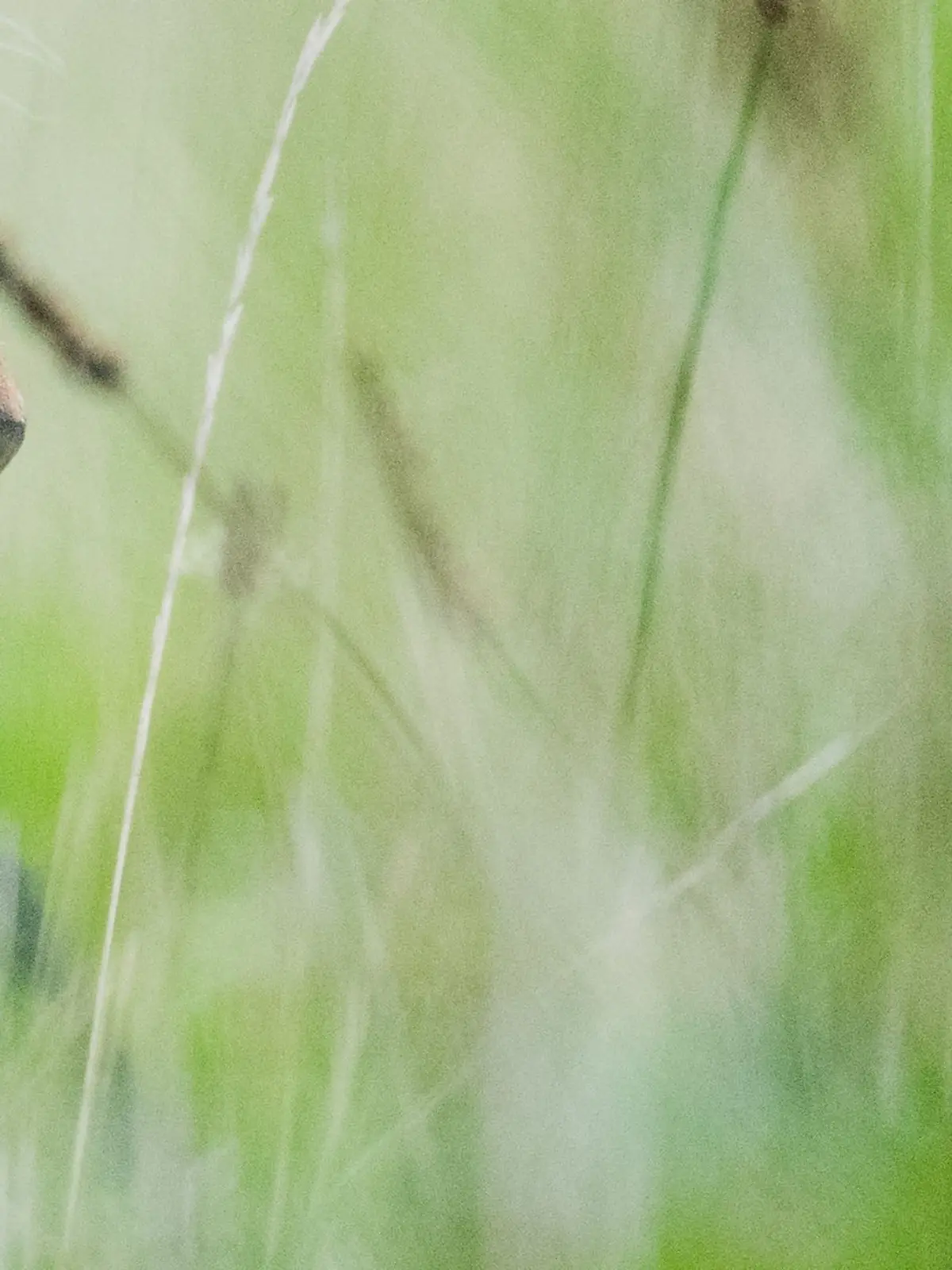 Bild zu: "Gestohlener Kater endlich zuhause - dank TikTok"