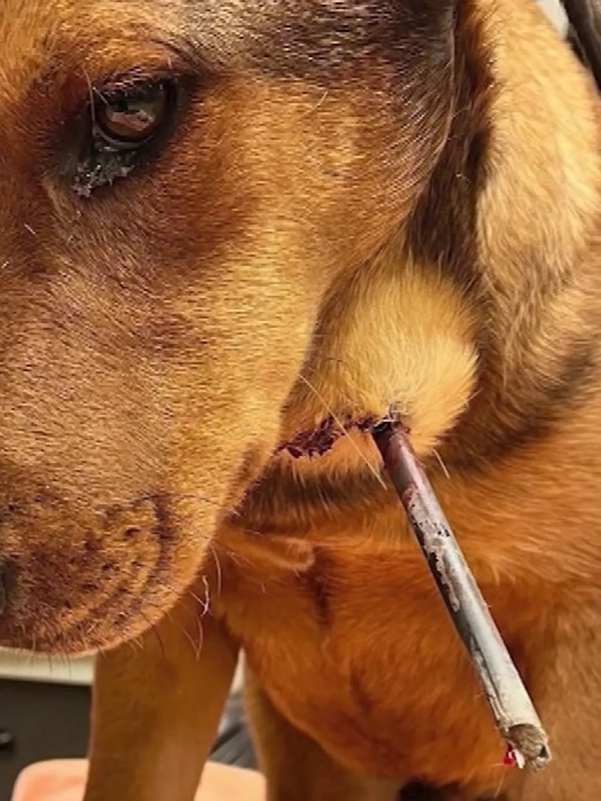 Unbekannter macht Jagd auf Welpe.