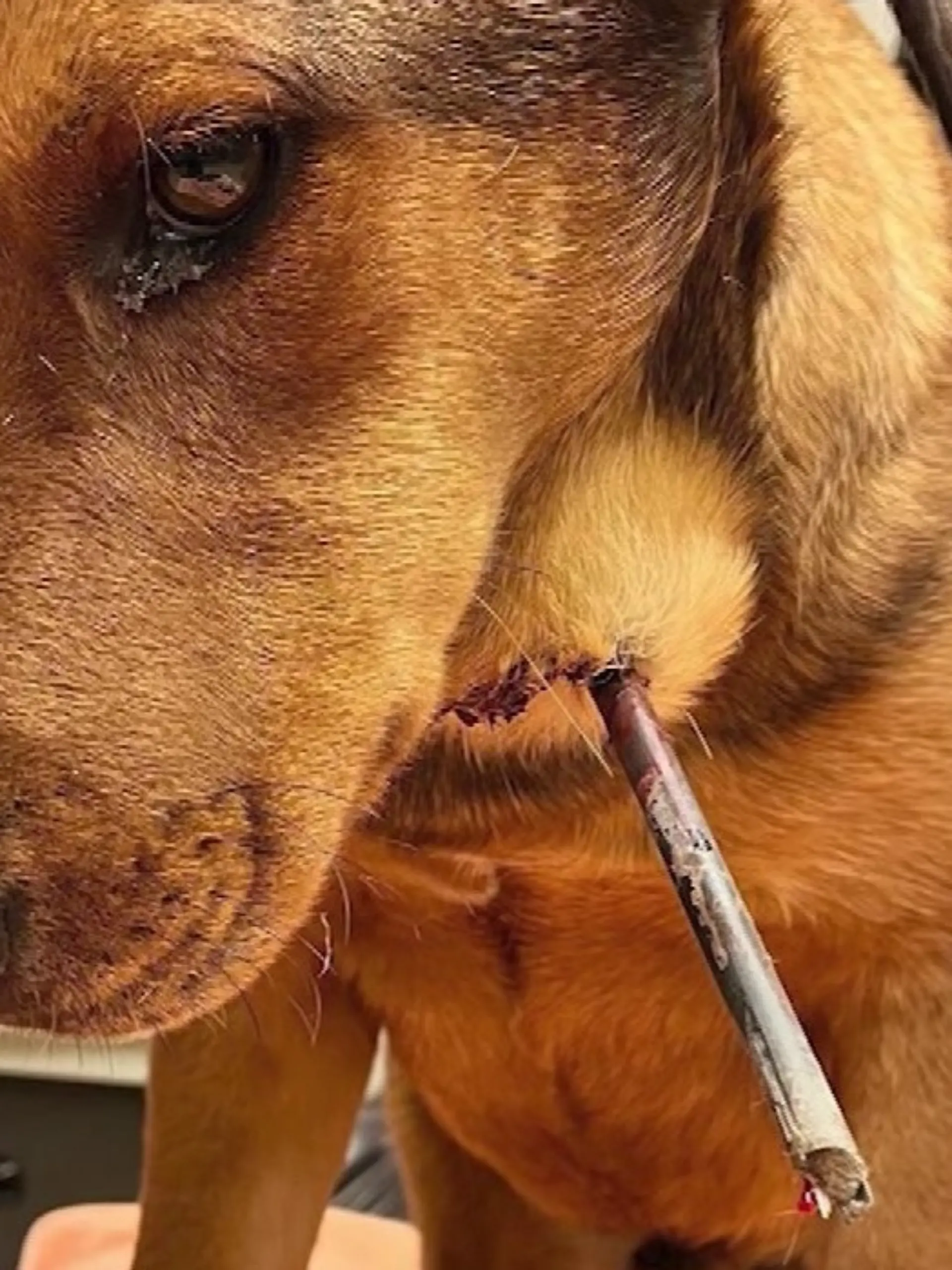 Unbekannter macht Jagd auf Welpe.