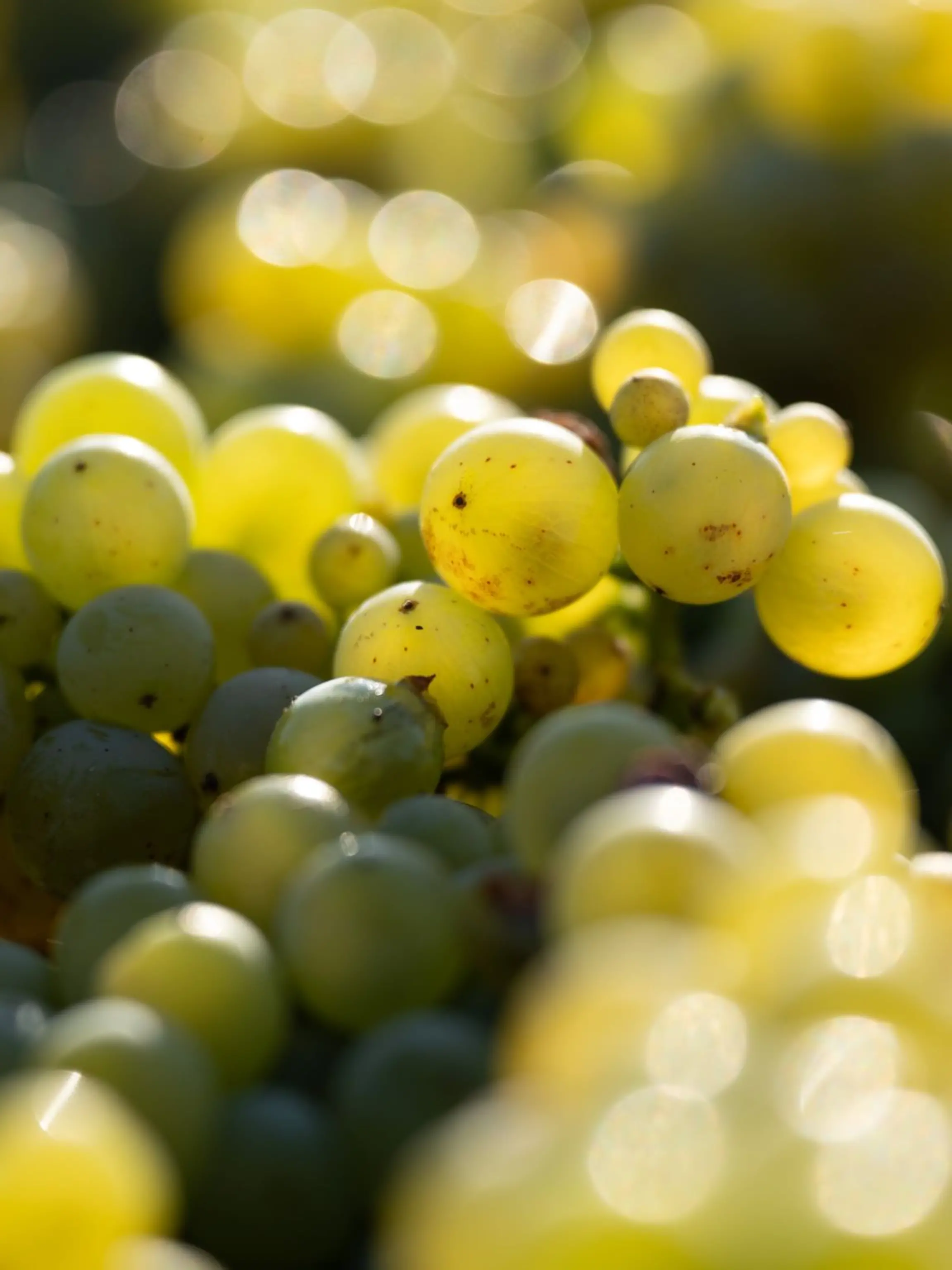 Bild zu: "Deutsche Winzer produzieren viel weniger Wein "