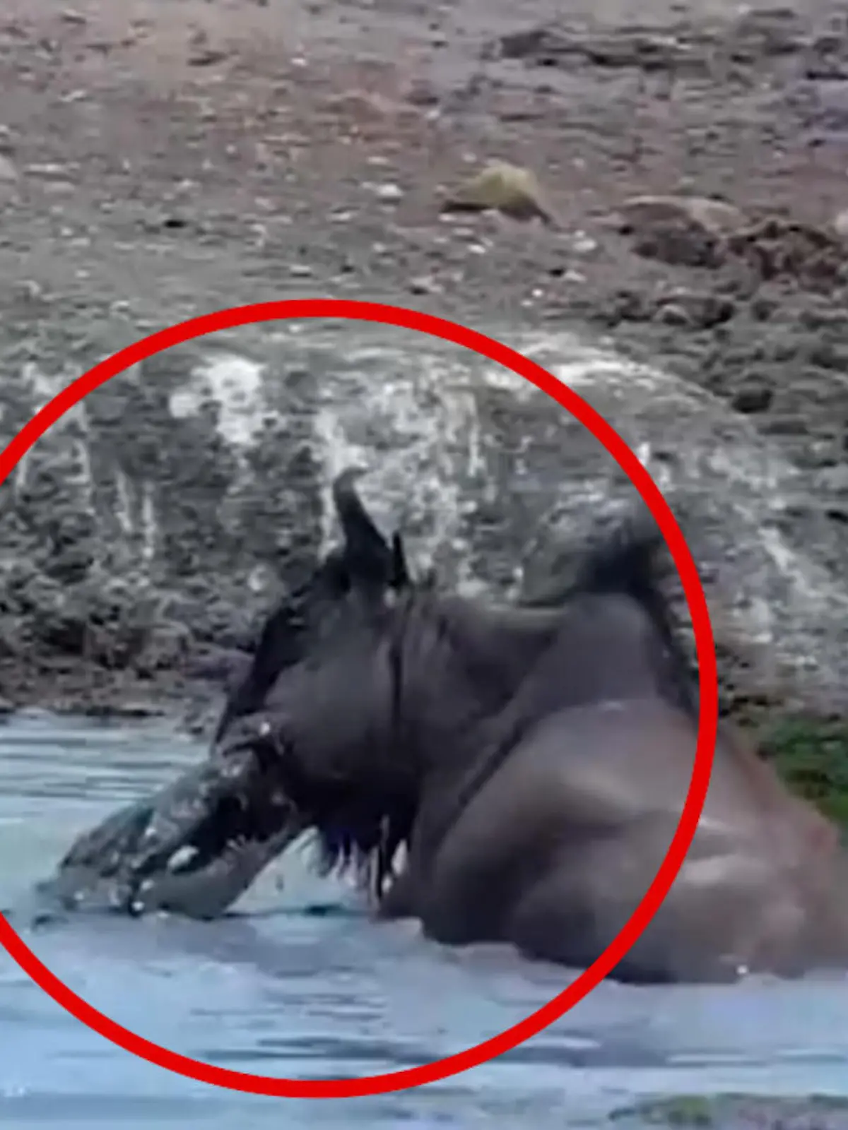 Bild zu: "Kopf schon im Maul! Krokodil reißt Gnu – dann passiert DAS"