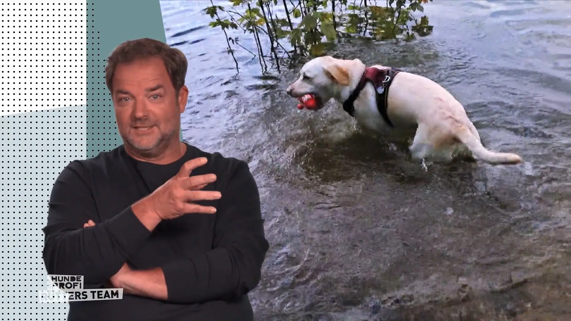 Wasserjunkie Luna lässt sich nicht aus dem See holen Rückruf klappt nicht