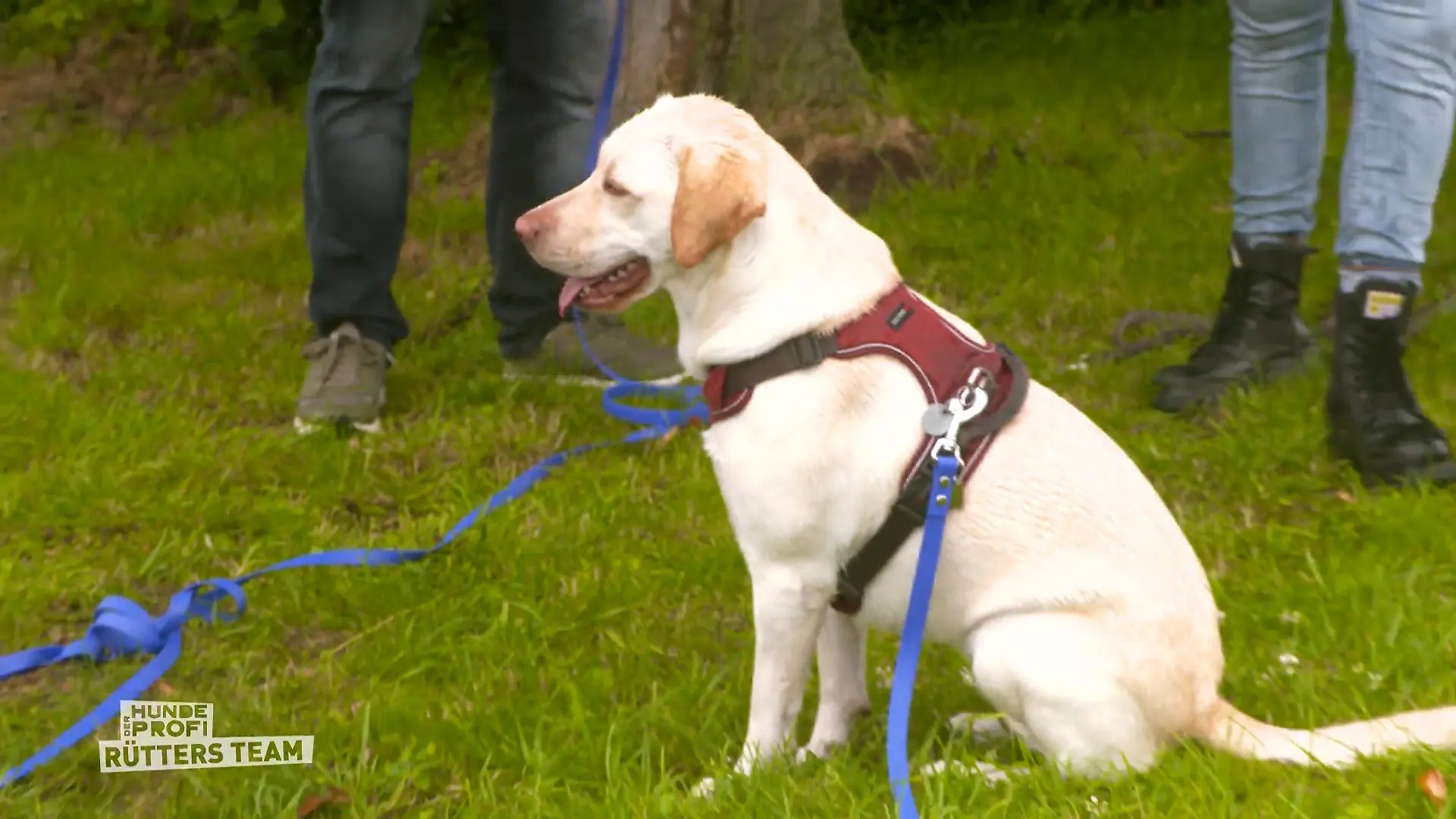 Bei Luna müssen erstmal die Basisregeln klappen Das Training beginnt