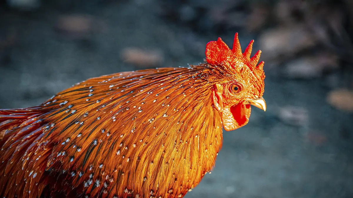 Ein unschuldiges Huhn wurde zum tragischen Opfer während einer traditionellen Feier in Spanien. (Symbolbild)
