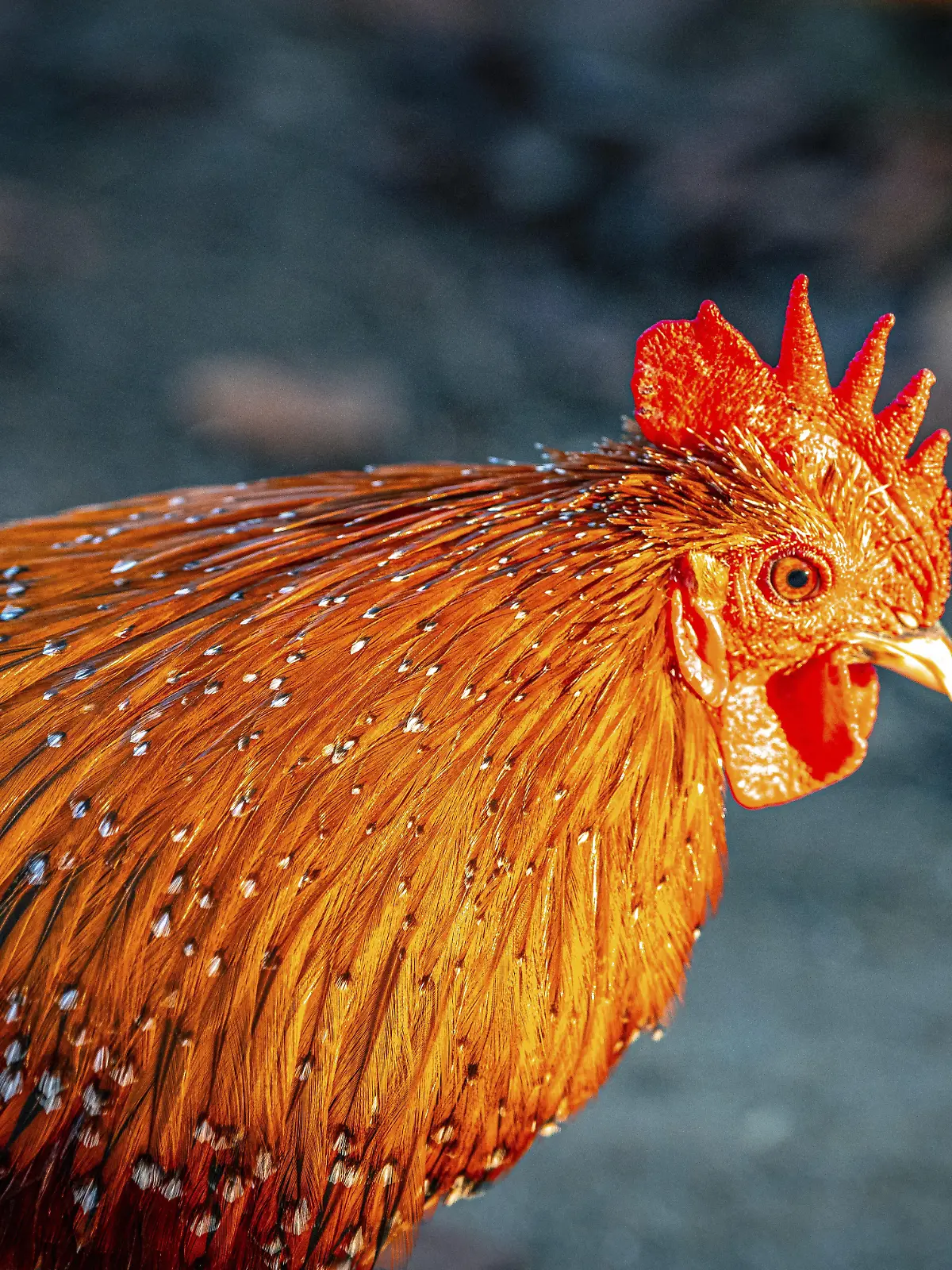 Bild zu: "Grausames Spiel! 41 Jugendliche treten Huhn wie Fußball "