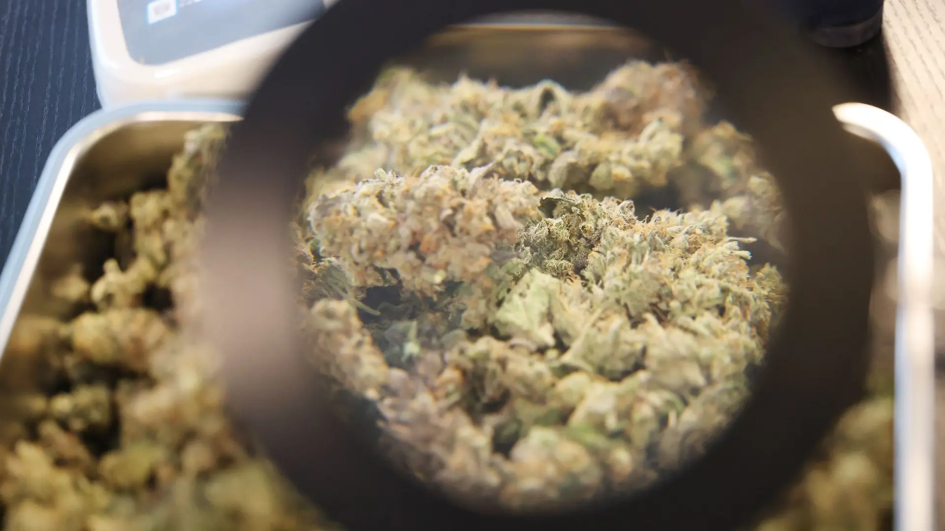 Der Cannabis Social Club Erfurt gehörte zu den ersten Anbauvereinen in Thüringen, die eine Lizenz erhalten haben - einige andere warten noch darauf. (Archivbild)