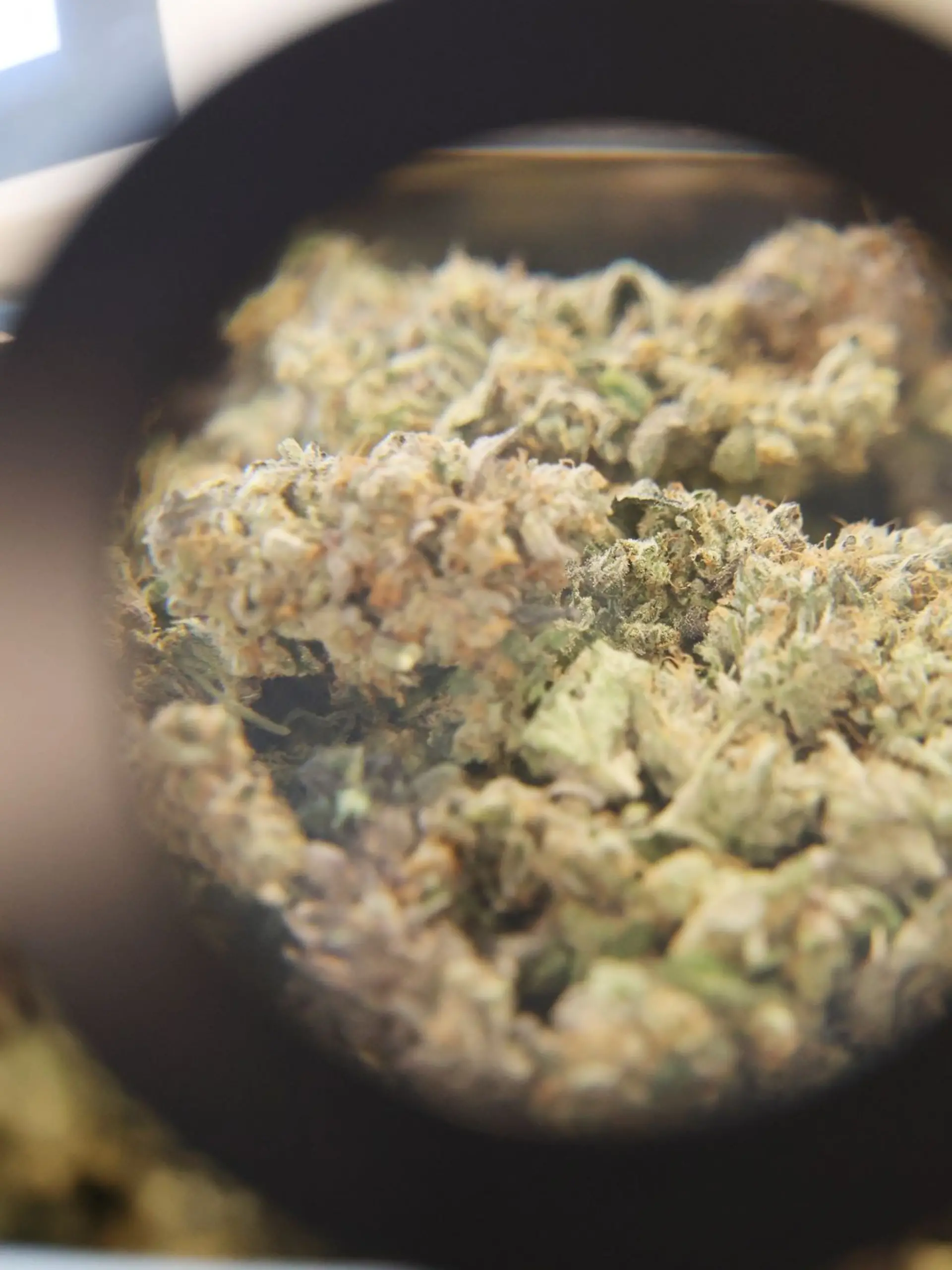 Bild zu: "Gefährlicher Fund im Park! Mädchen (2) hat offenbar Cannabis-Reste gegessen"