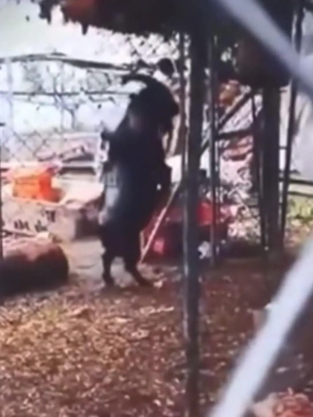 Was ist bloß mit dieser Ziege los? Im Internet kursiert ein Video von dem rabenschwarzen Tier, das nur auf den Hinterbeinen geht. Und dabei aussieht wie der Teufel in Tiergestalt.