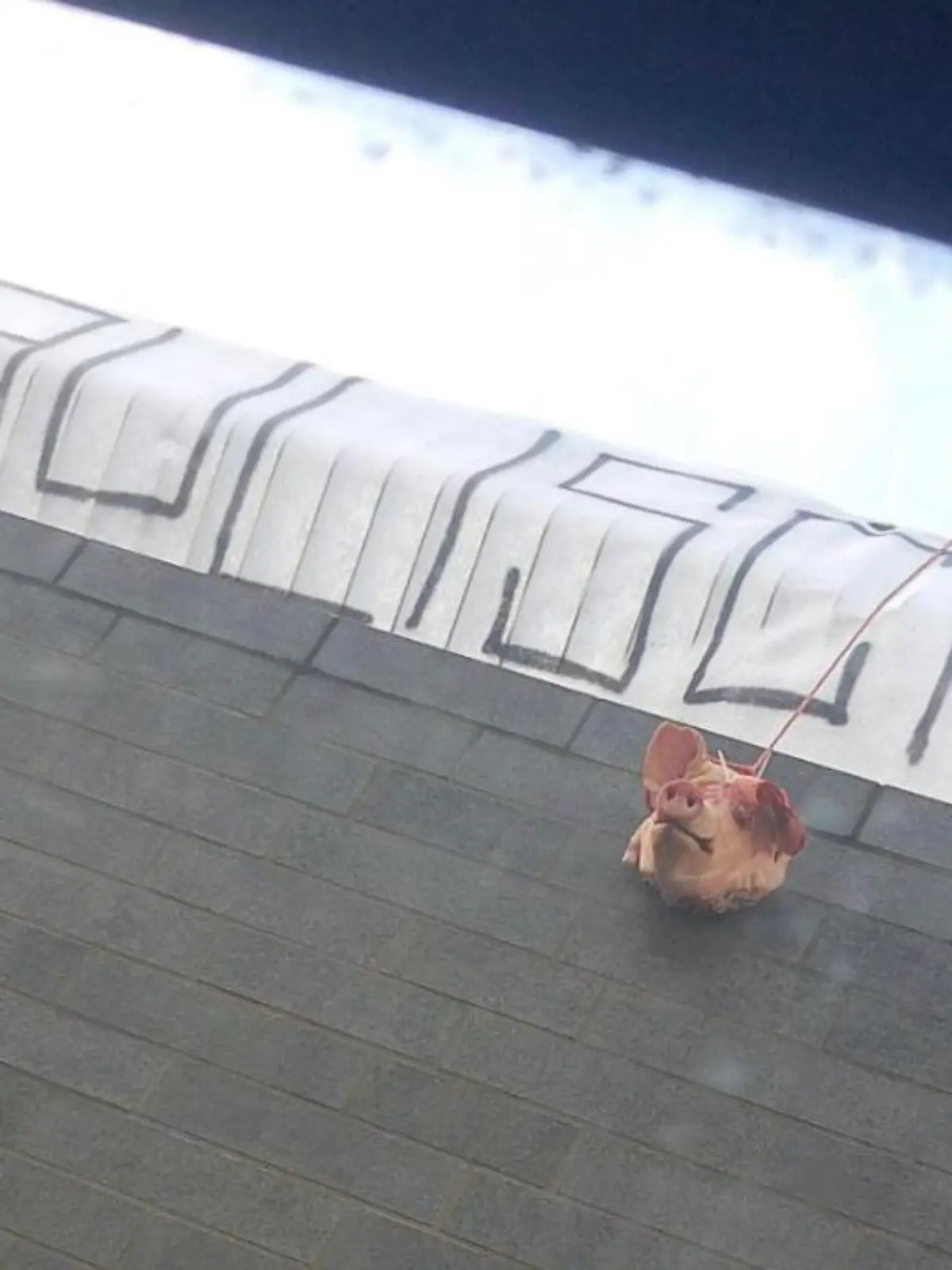 Schon im Oktober 2021 provozierten Hansa-Anhänger mit Schweineköpfen.