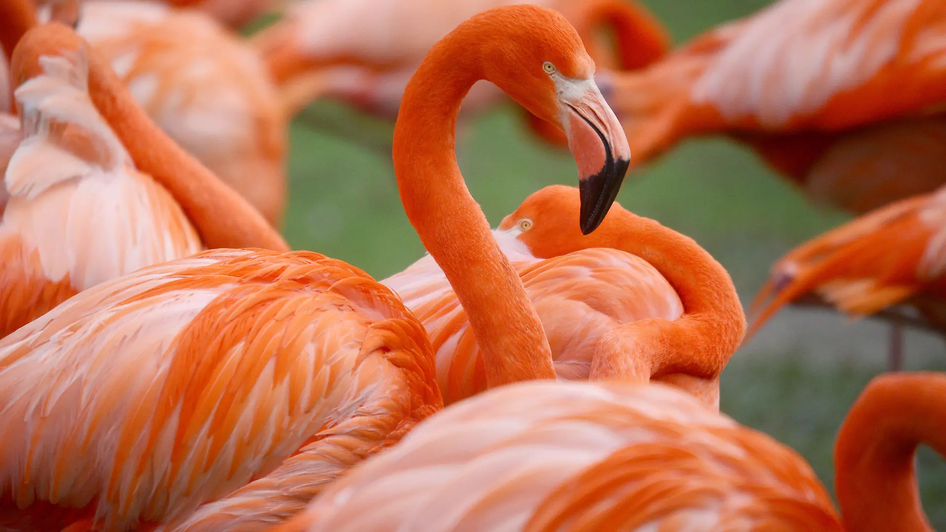 ARCHIV - Flamingos (Phoenicopterus ruber) stehen am 27.01.2014 im Zoo in Köln (Nordrhein-Westfalen) in einer Gruppe. Foto: Henning Kaiser/dpa (zu lnw: "Urlaub für Daheimgebliebene: Ein kleiner NRW-Reiseführer für Familien" vom 28.06.2015) +++(c) dpa - Bildfunk+++