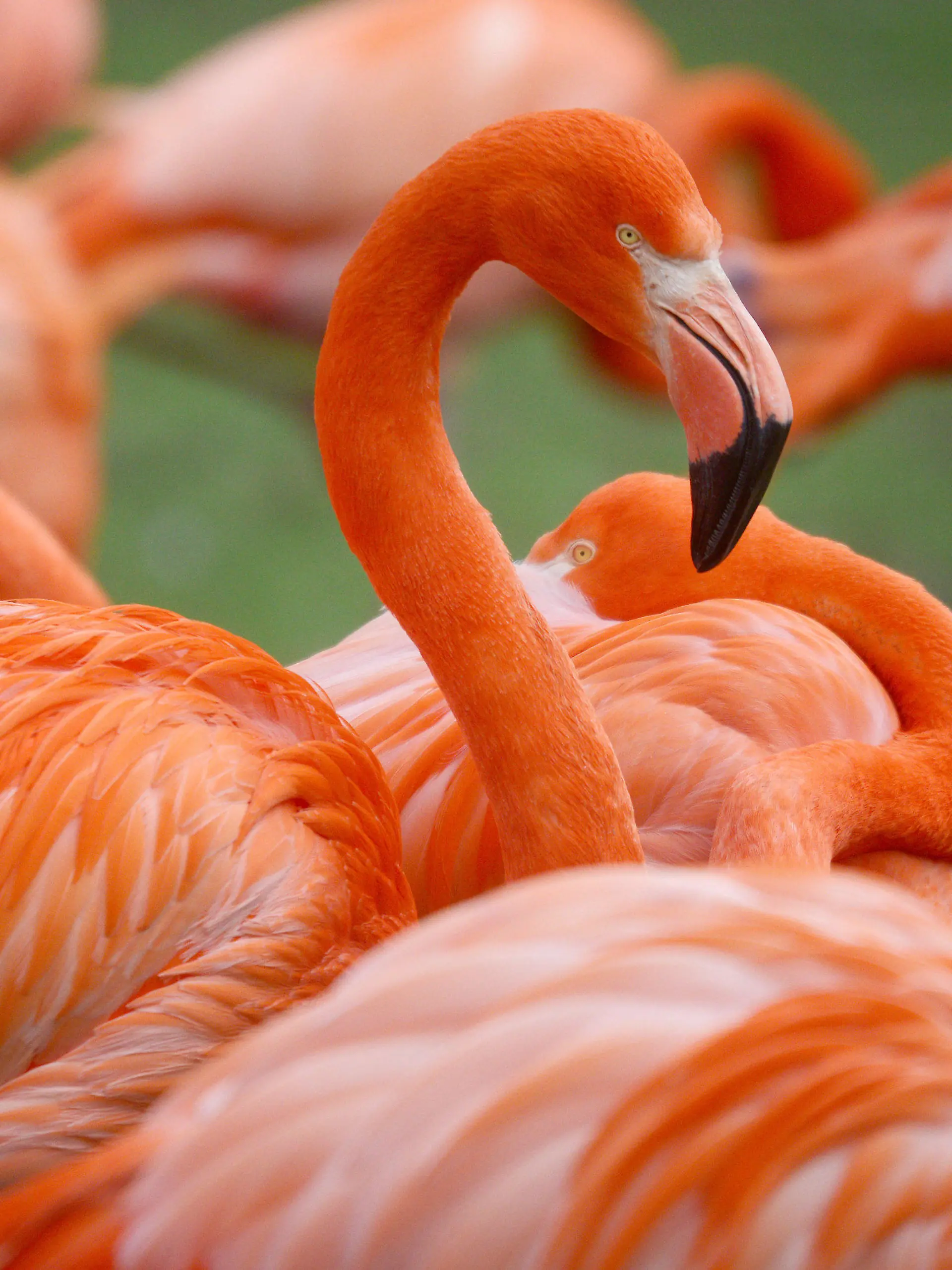 ARCHIV - Flamingos (Phoenicopterus ruber) stehen am 27.01.2014 im Zoo in Köln (Nordrhein-Westfalen) in einer Gruppe. Foto: Henning Kaiser/dpa   (zu lnw: "Urlaub für Daheimgebliebene: Ein kleiner NRW-Reiseführer für Familien" vom 28.06.2015) +++(c) dpa - Bildfunk+++