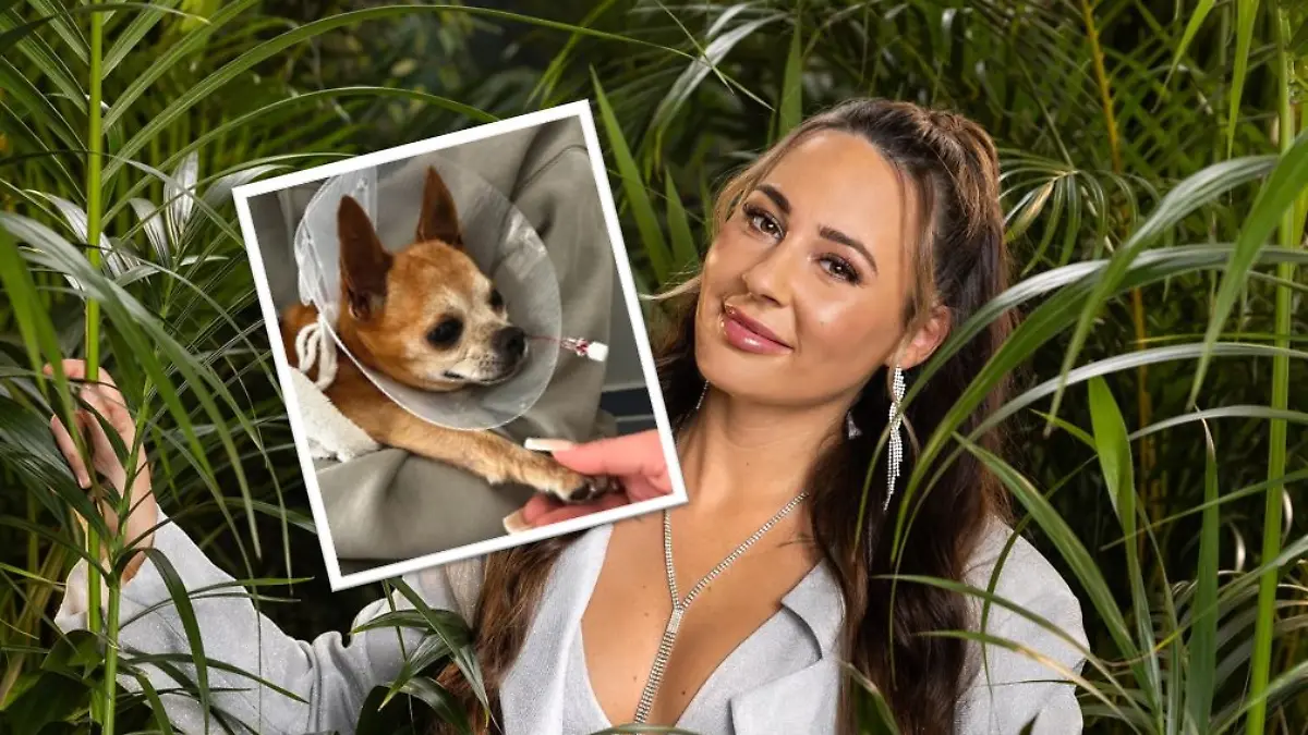 Collage Alessia Herren und ihr Hund Gucci.