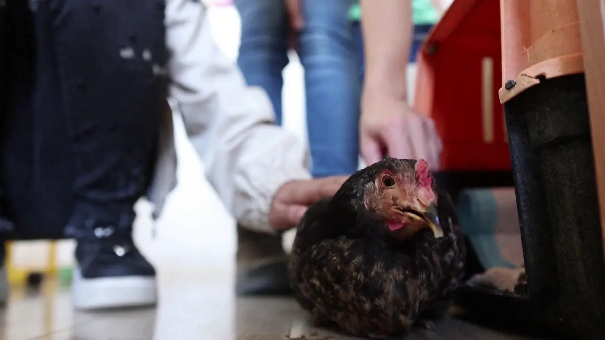 Rodica, das Huhn, im Unterricht: In Rumänien lernen Kinder, durch Tiere mehr Empathie zu entwickeln
