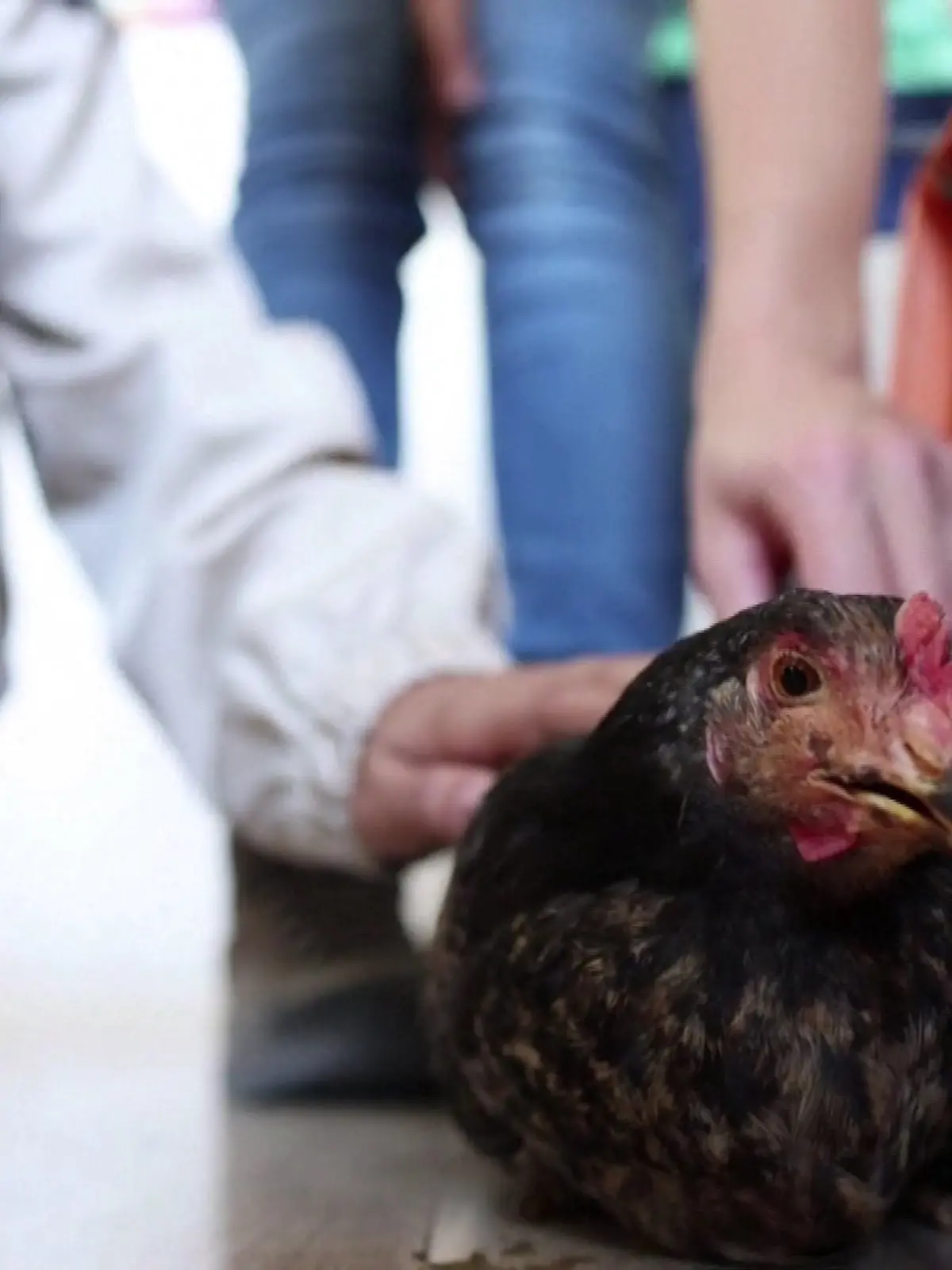 Rodica, das Huhn, im Unterricht: In Rumänien lernen Kinder, durch Tiere mehr Empathie zu entwickeln