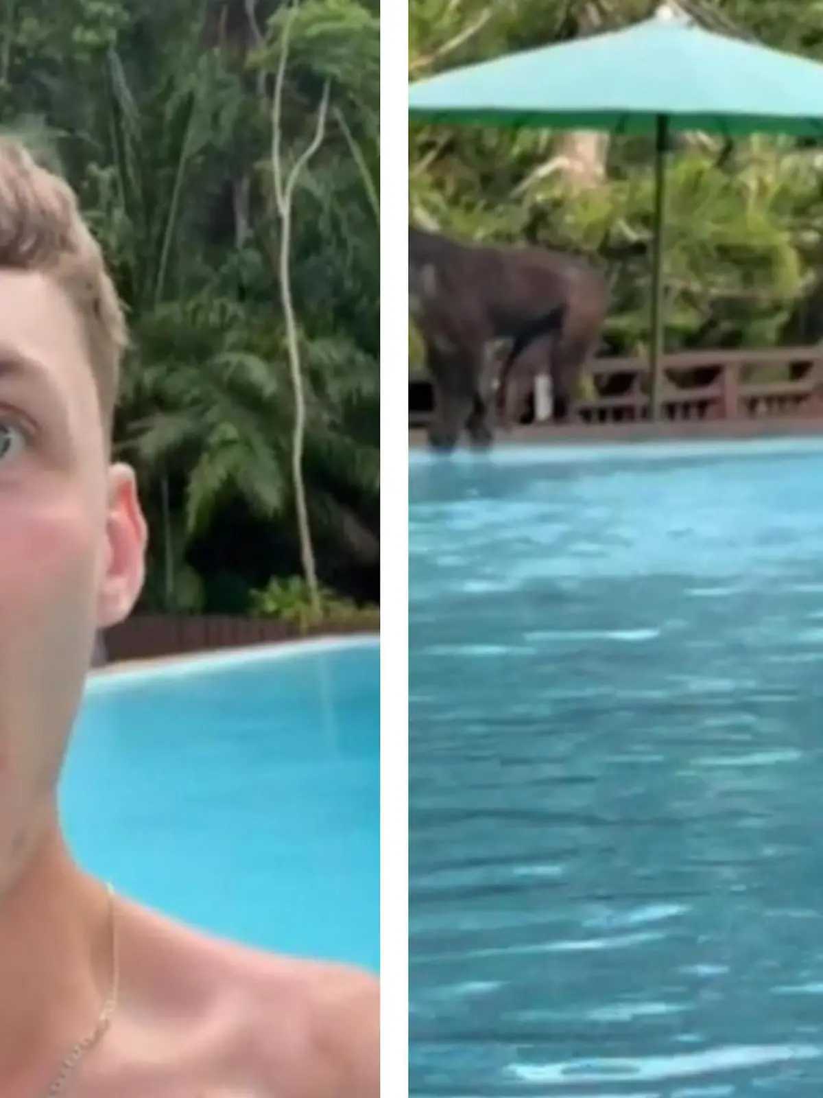 Bild zu: "1:0 für die Primaten! Aggro-Affen greifen Touri im Pool an"
