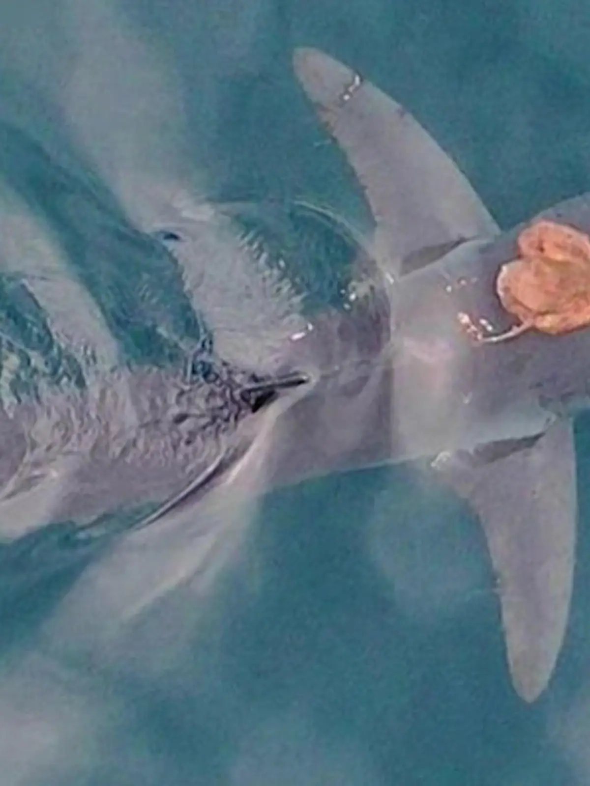 Bild zu: "Einzigartiges Meeres-Phänomen! Forscher entdecken Sharktopus"