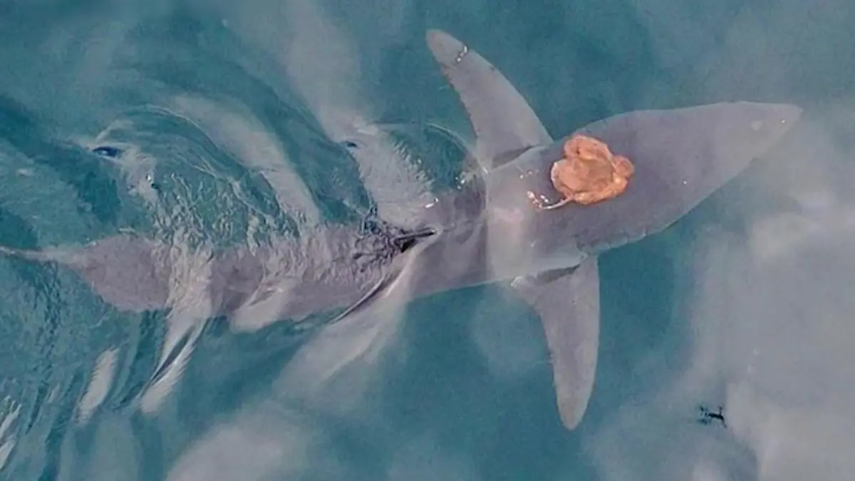 Einzigartiges Meeres-Phänomen! Forscher entdecken Sharktopus Sensations-Fund vor Neuseeland