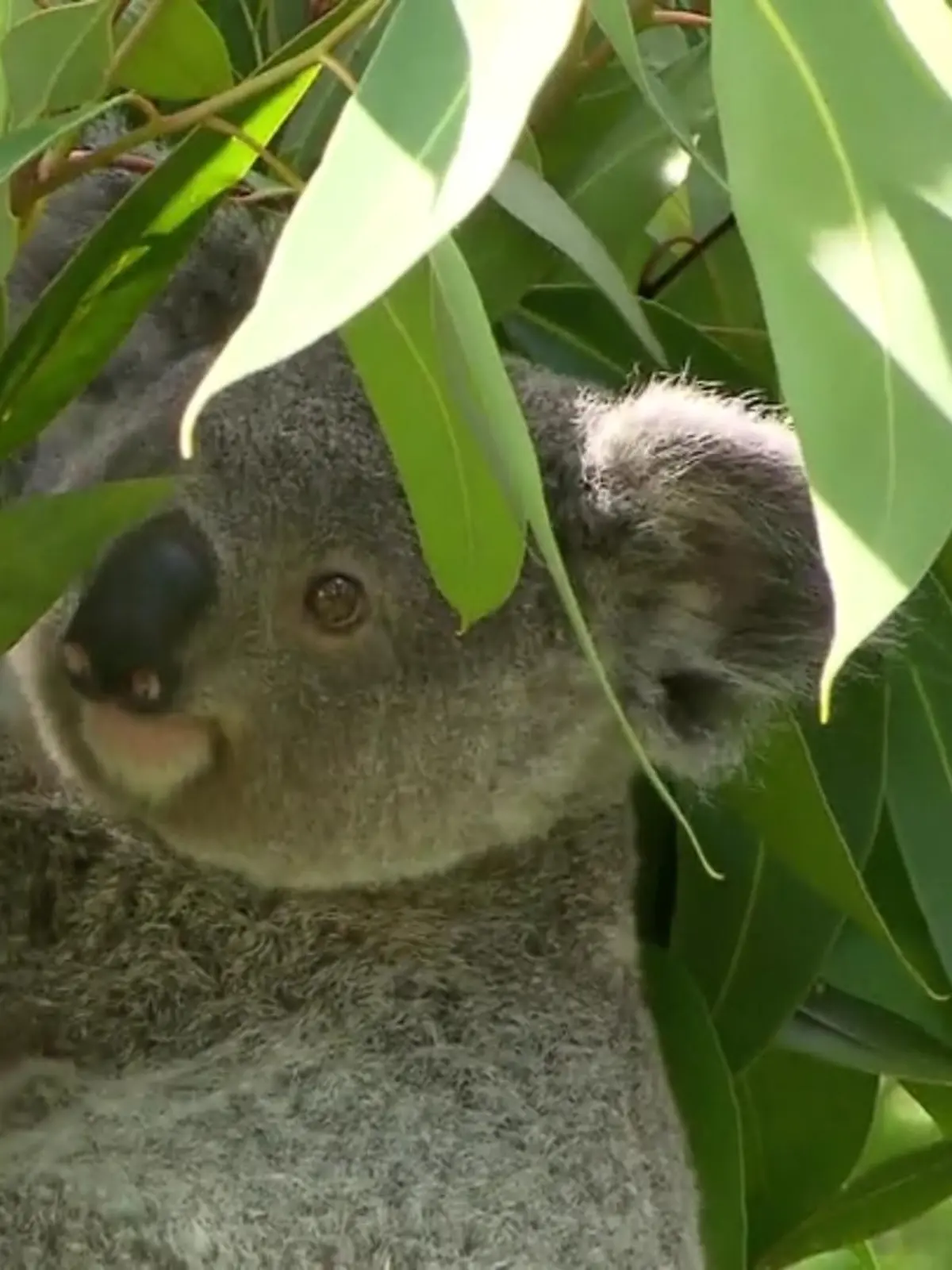Bild zu: "Name von Koala-Baby bekanntgegeben"
