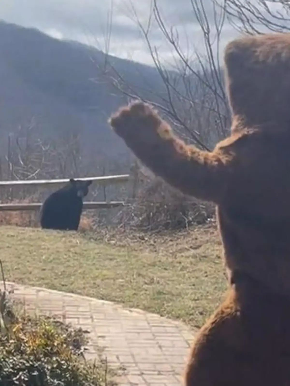 Bild zu: "ER geht dazwischen! Bär terrorisiert Anwohner"