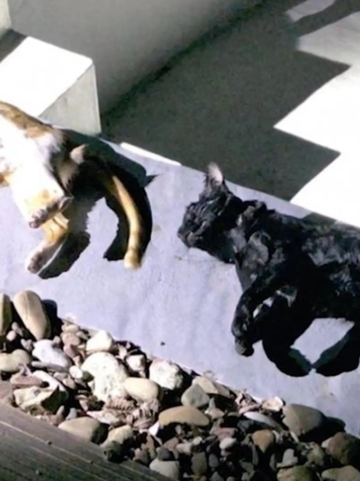 Bild zu: "Horror für Katzenbesitzer "