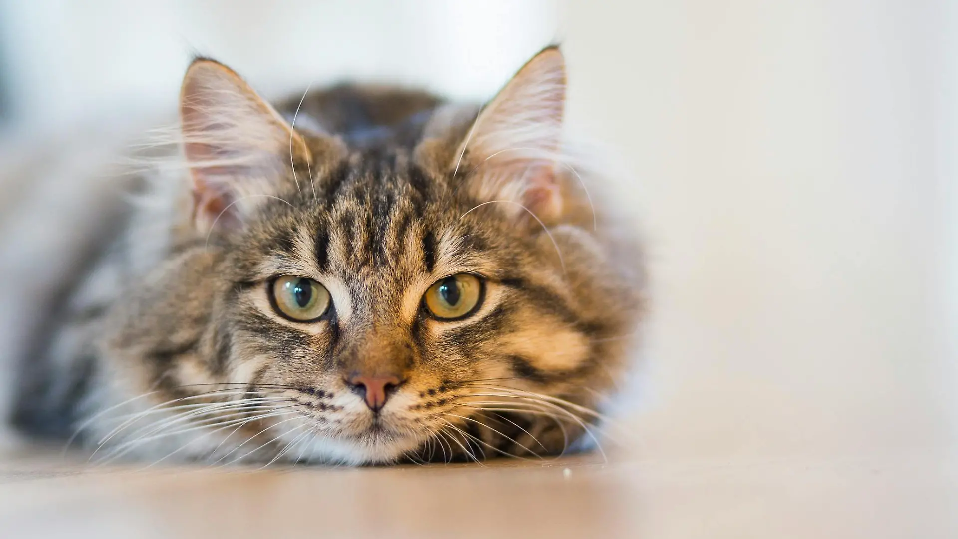 In einem Dorf sind acht Katzen in wenigen Wochen verschwunden.