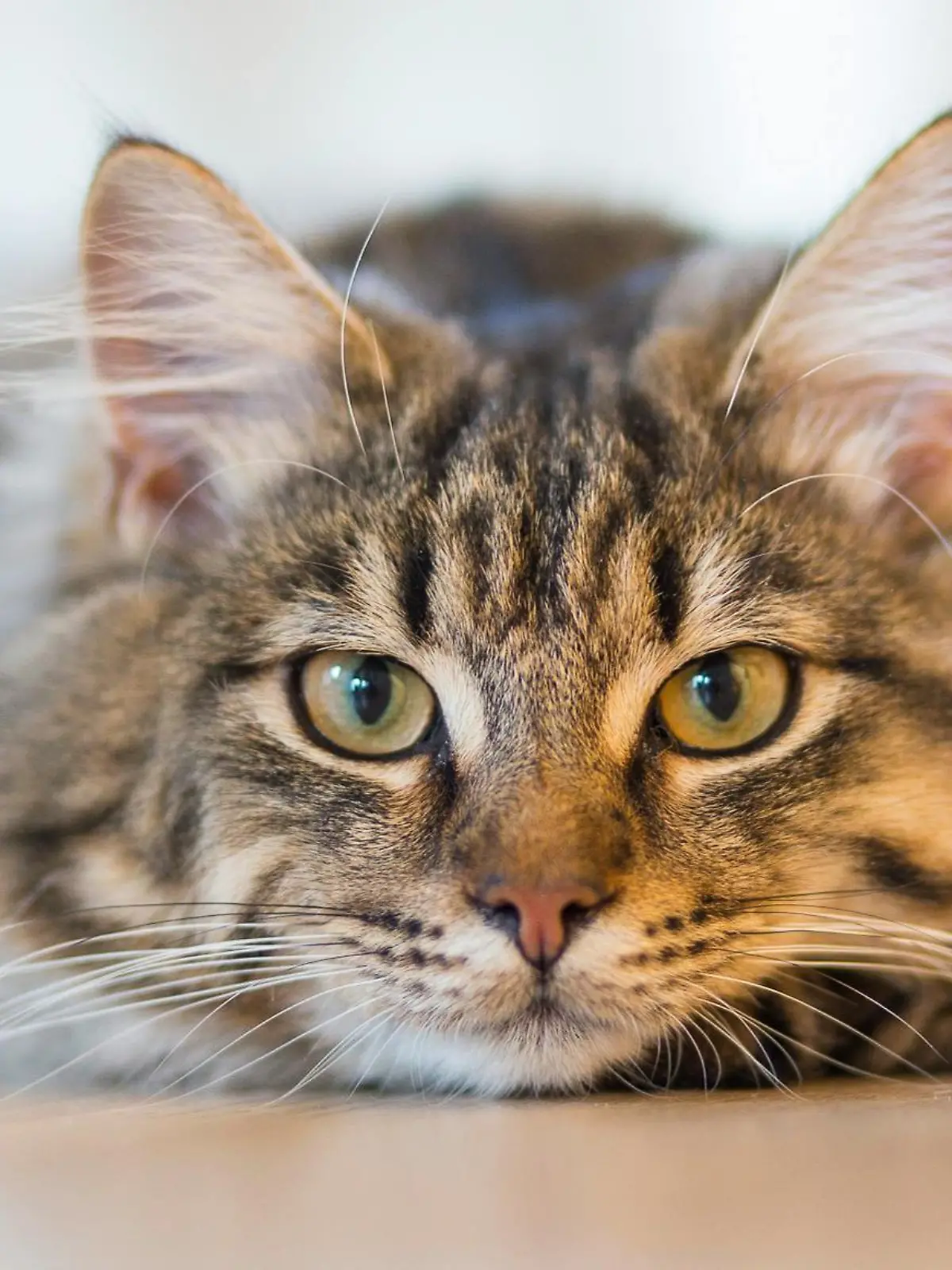 Bild zu: "Acht Katzen in zwei Monaten verschwunden! Treibt ein Tierfänger sein Unwesen?"
