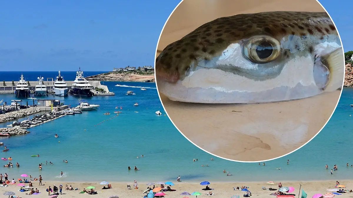 Der Hasenkopf-Kugelfisch taucht auch immer häufiger im Mittelmeer und in der Adria auf.