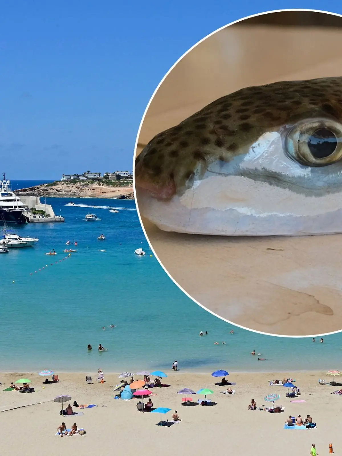 Bild zu: "Wissenschaftler schlagen Alarm! Giftiger Kugelfisch in beliebter Urlaubsregion aufgetaucht"