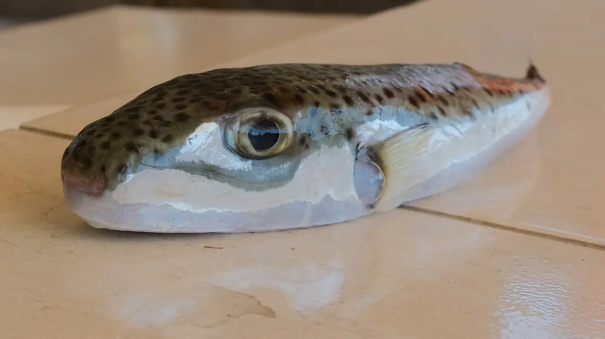 Der Hasenkopf-Kugelfisch ist extrem aggressiv!