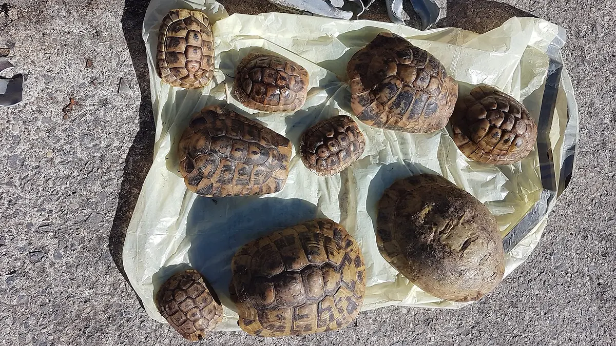 Dieses Foto veröffentlichte die Polizei