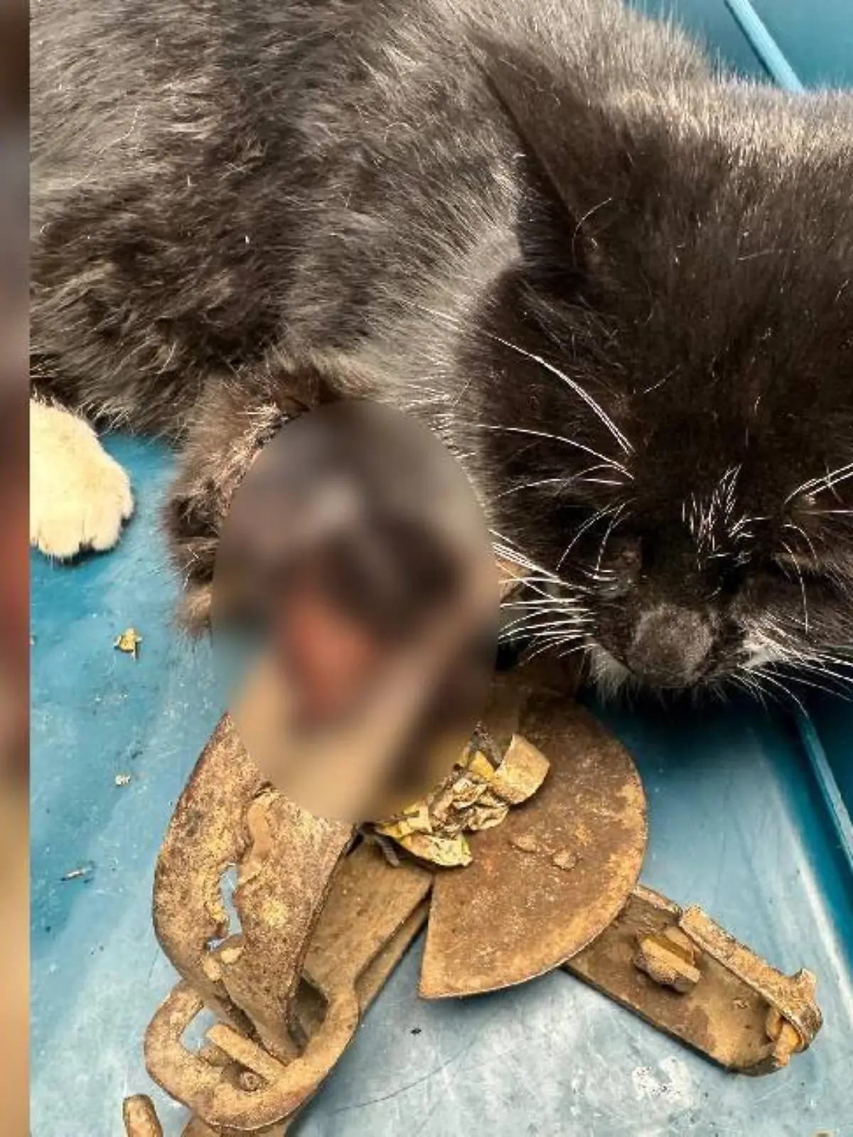 Bild zu: "Grausame Falle raubt Katze Fiona ein Bein"