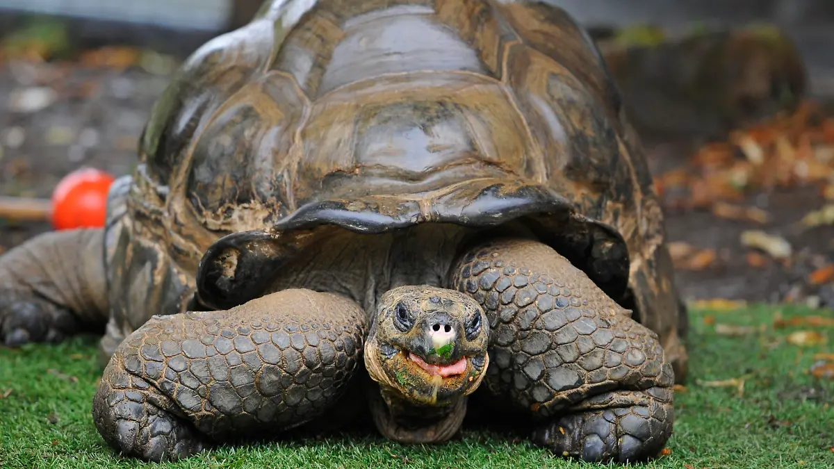 ZSL London Zoo annual weigh-in. Dirk, a Galapagos Giant tortoise weighing 160 kilograms, gets weighed by zookeeper Sebastian Grant as part the annual weigh-in at ZSL London Zoo, where over 17,000 animals are due to have their height and weight recorded. Picture date: Wednesday August 26, 2015. Photo credit should read: Lauren Hurley/PA Wire URN:23917839