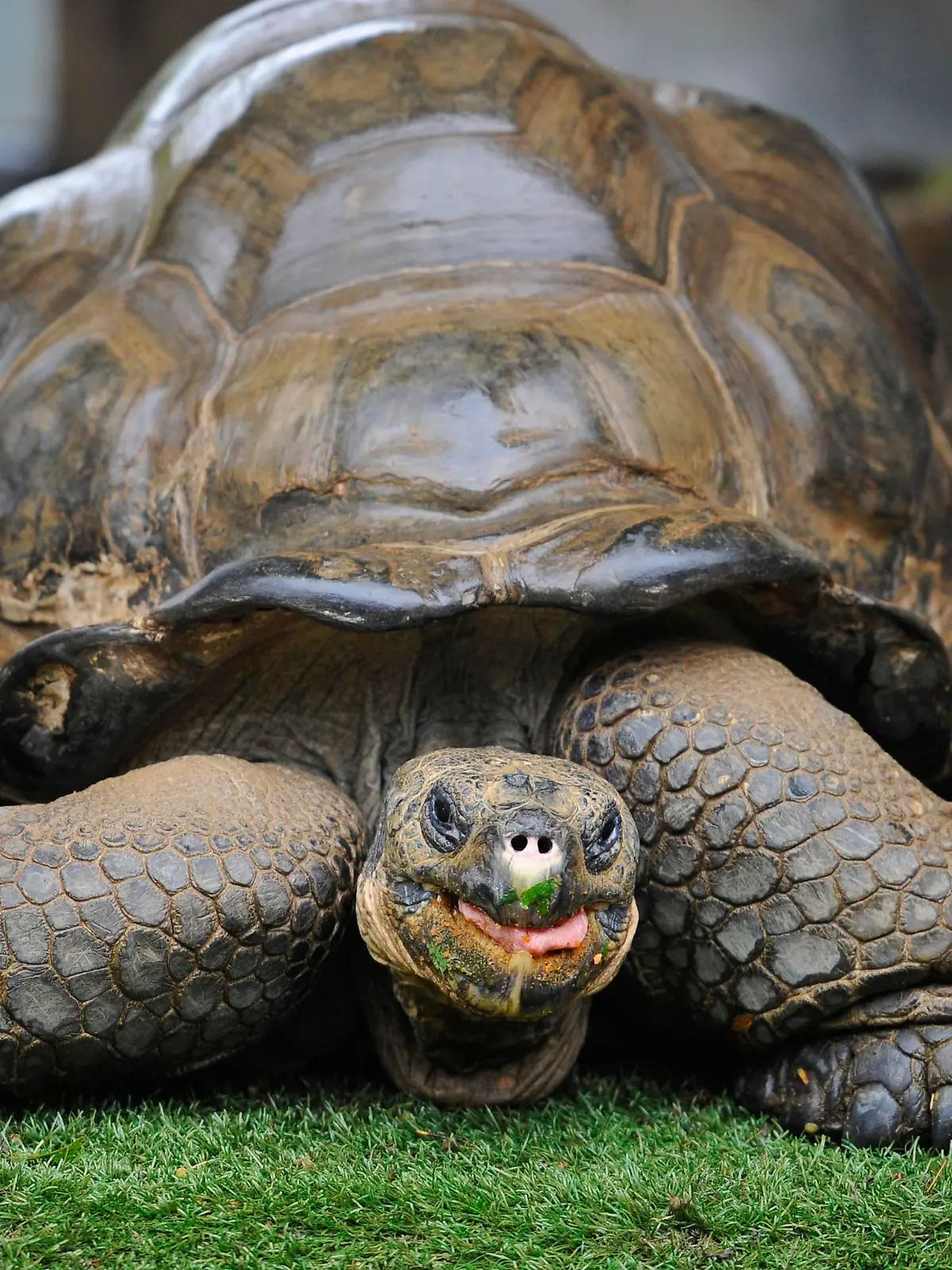 ZSL London Zoo annual weigh-in. Dirk, a Galapagos Giant tortoise weighing 160 kilograms, gets weighed by zookeeper Sebastian Grant as part the annual weigh-in at ZSL London Zoo, where over 17,000 animals are due to have their height and weight recorded. Picture date: Wednesday August 26, 2015. Photo credit should read: Lauren Hurley/PA Wire URN:23917839