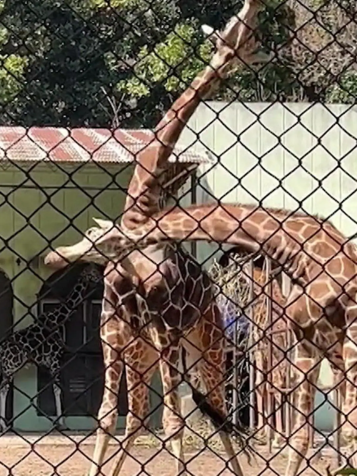 Bild zu: "Wilder Giraffen-Kampf schockiert Zoo-Besucher"