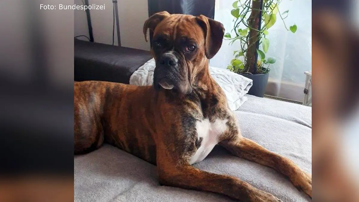 Boxer Sam