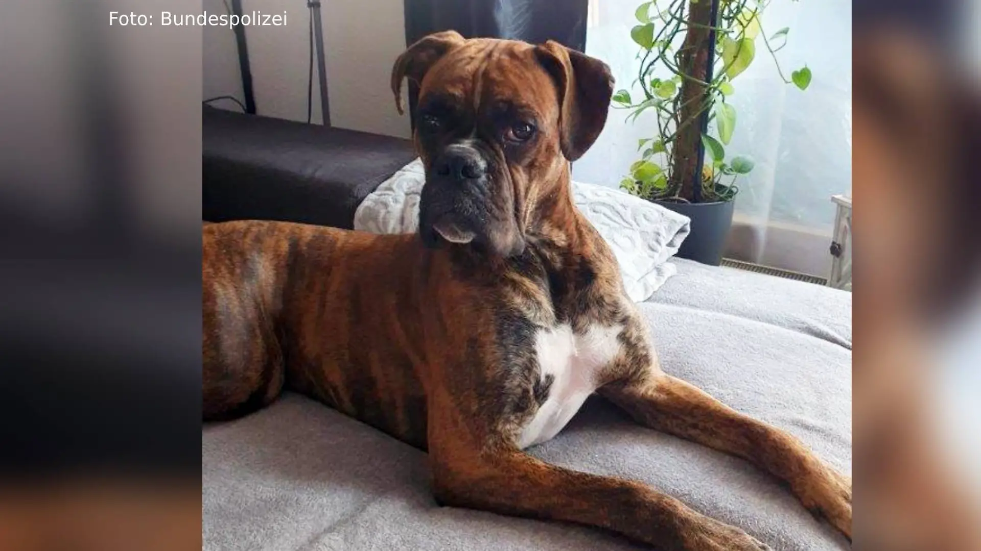 Boxer Sam