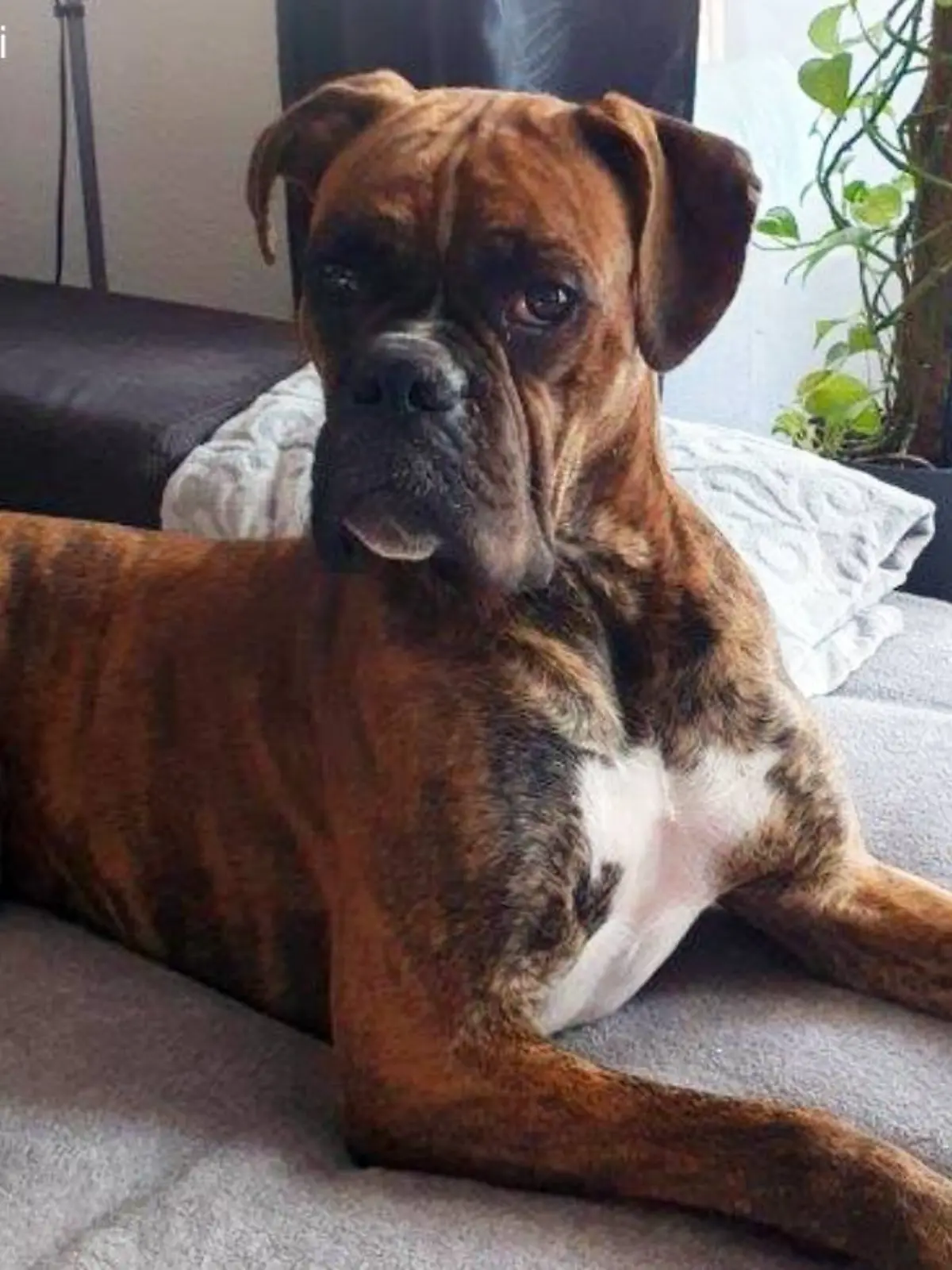 Boxer Sam
