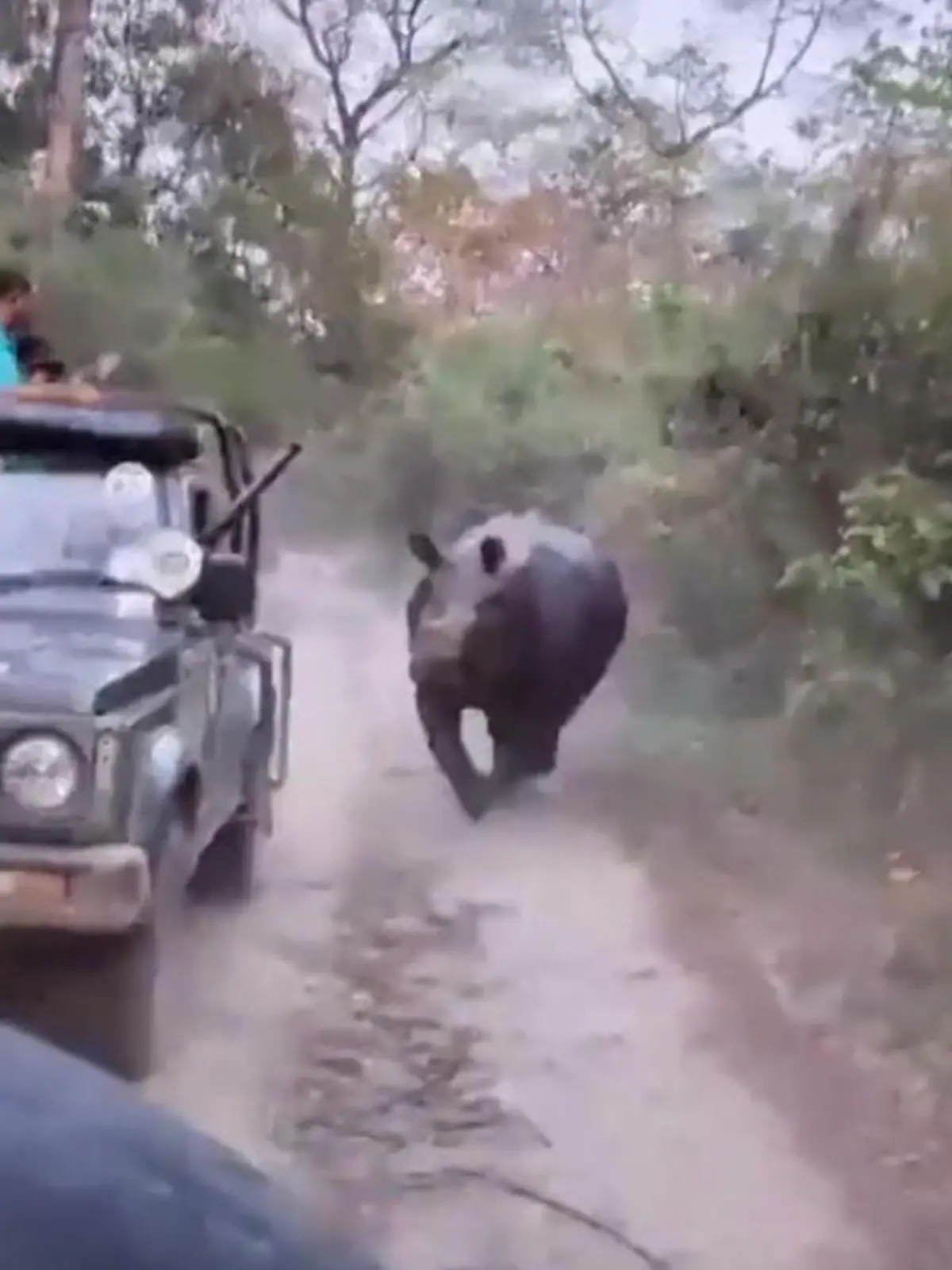 Rennen um Leben und Tod! Aggro-Nashorn geht auf Touri-Jagd