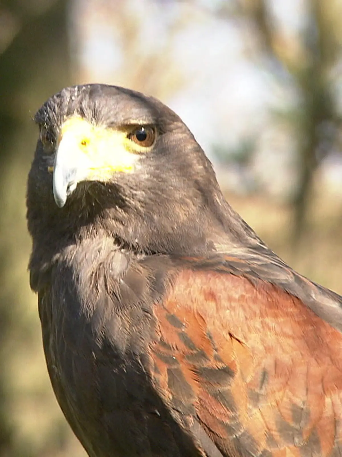 Bild zu: "Tierisches Personal am Flughafen"