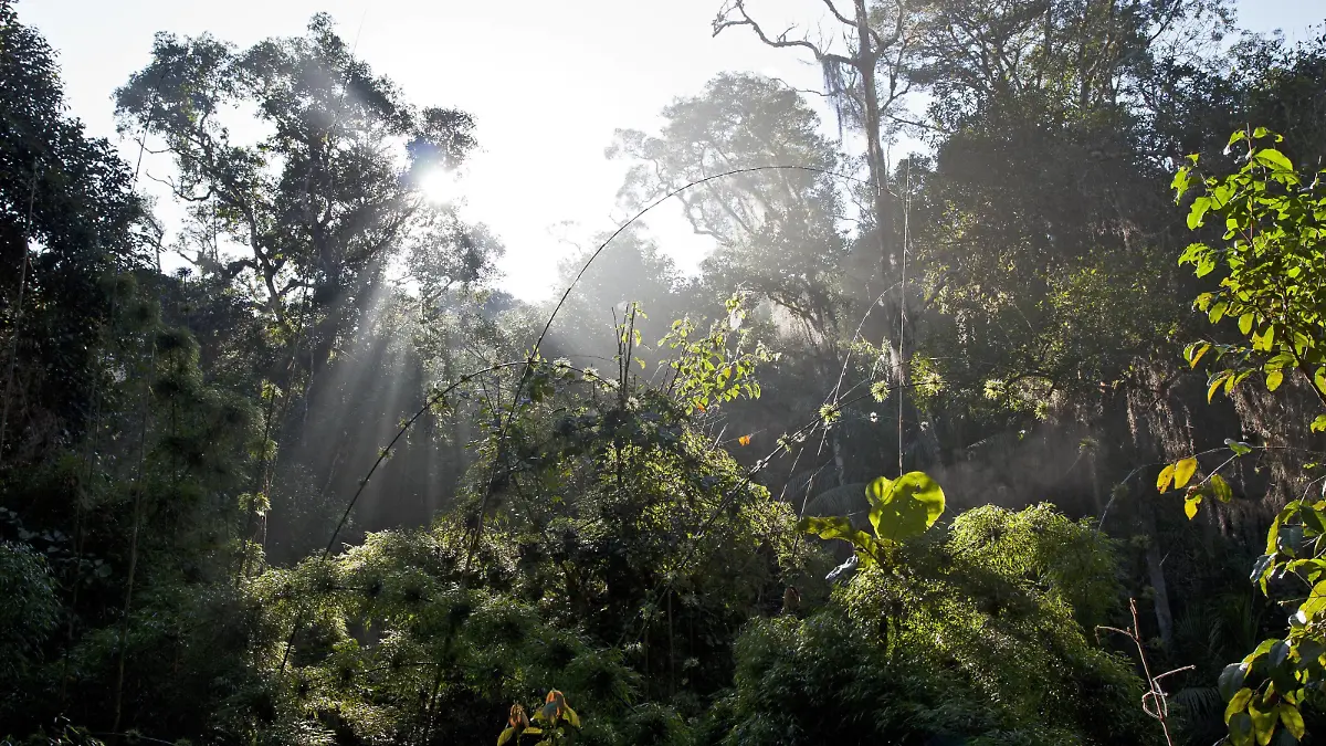 Rubinkehltangare, Rubinkehl-Tangare (Nemosia rourei), atlantischer Regenwald, Lebensraum des Rubinkehltangaren, Brasilien cherry-throated tanager (Nemosia rourei), Atlantic Rainforest, Brazil BLWS510238 Copyright: xblickwinkel/AGAMI/A.xNussex